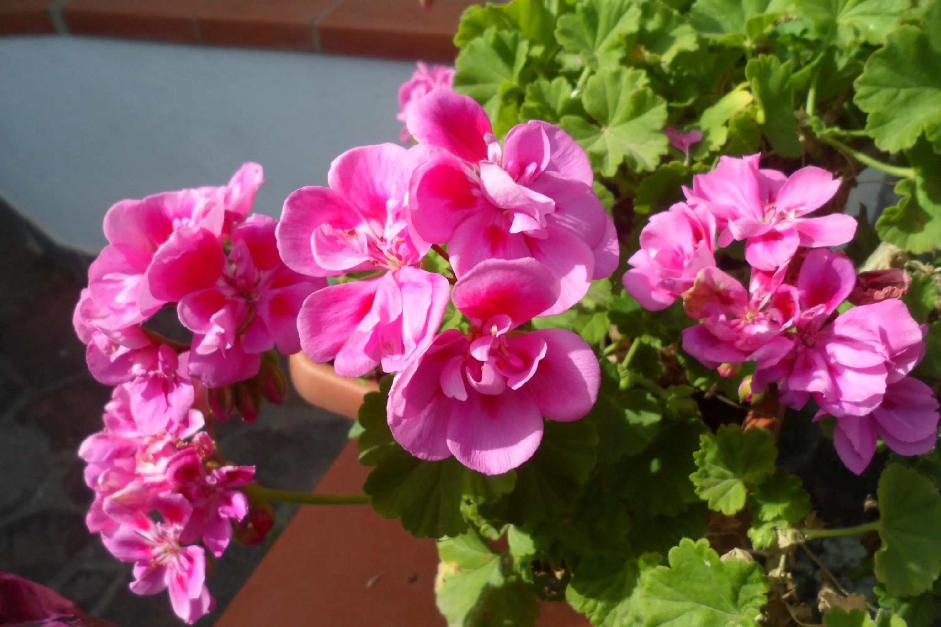 Other in Hotel Park Calitto