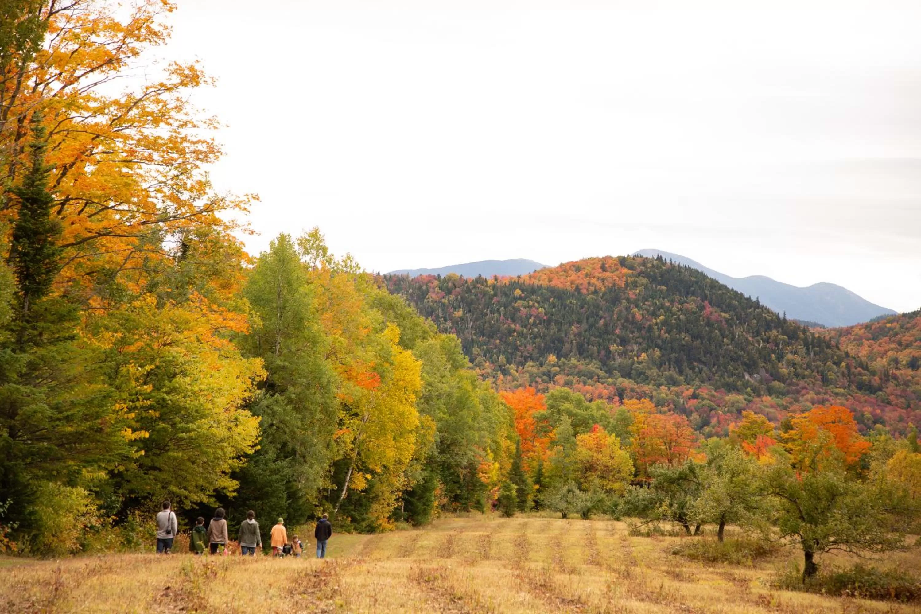 Natural landscape in Lake Placid Inn: Residences