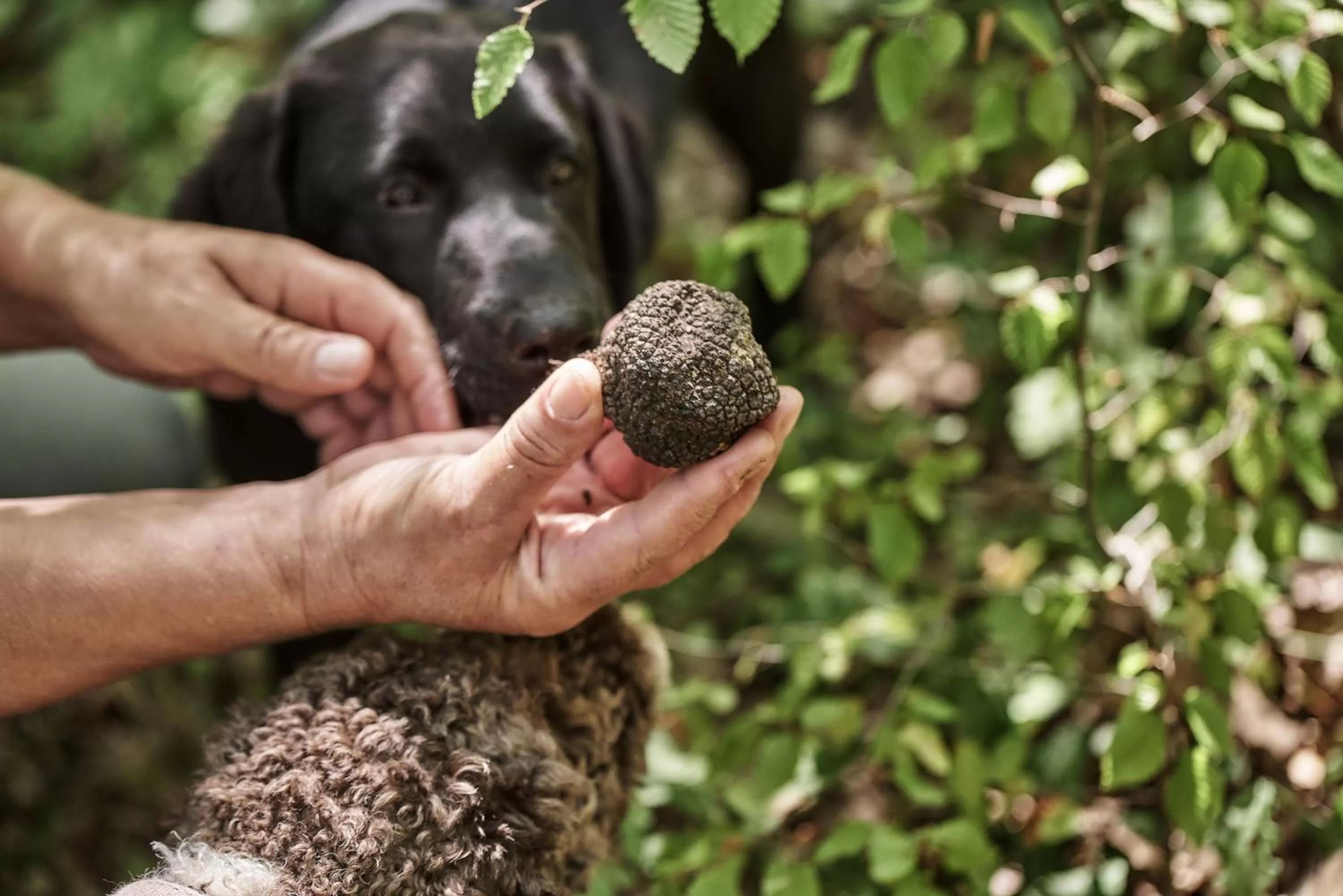 Animals in Grand Forest Metsovo - Leading Hotels of the World