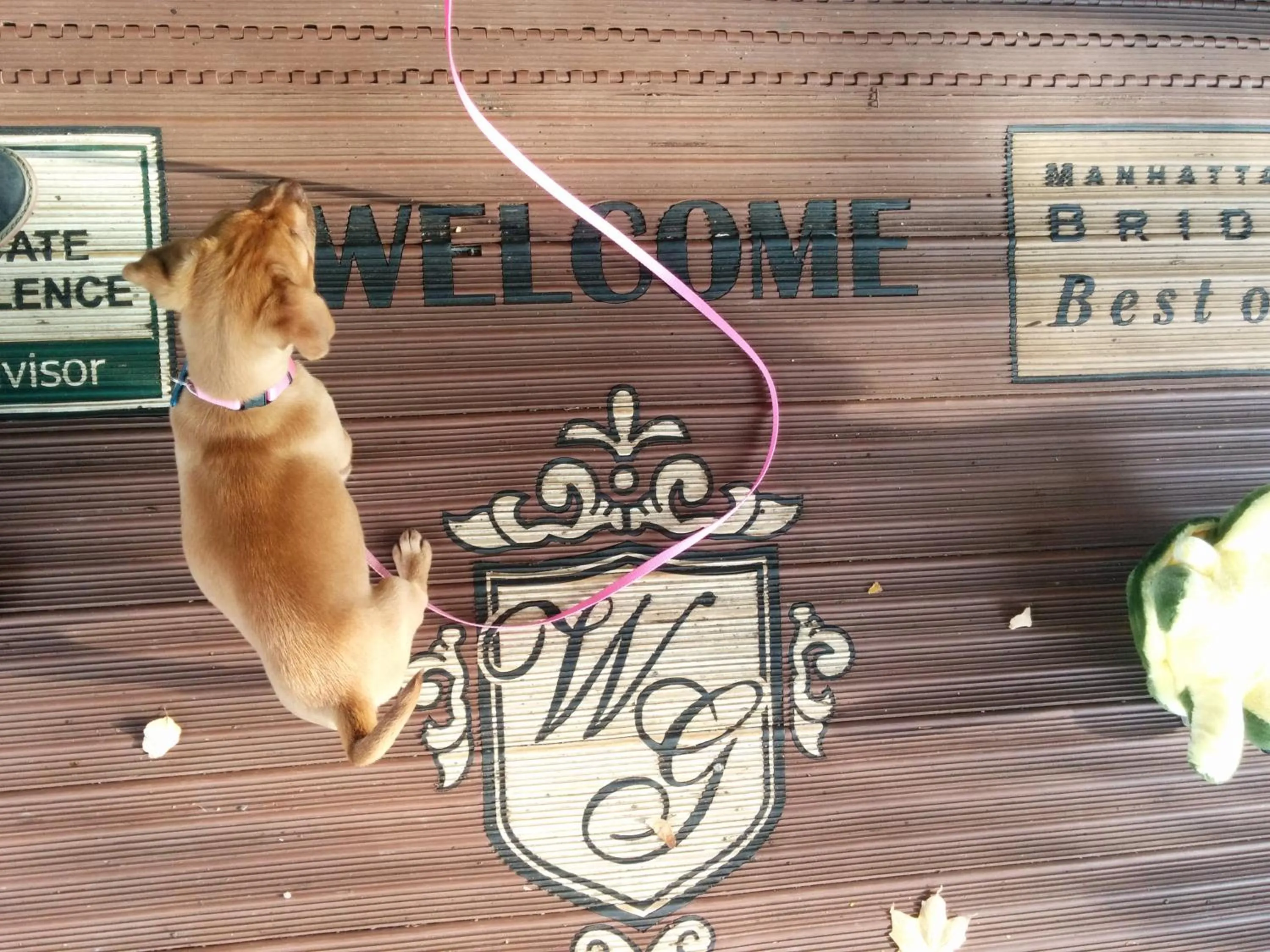 Pets in The Wilshire Grand Hotel