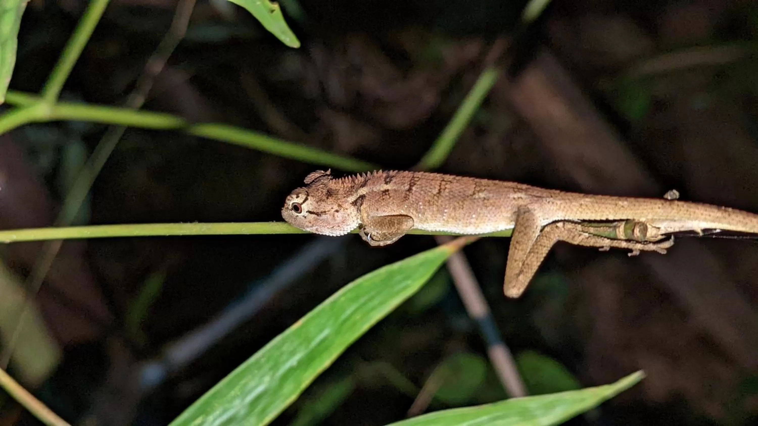 Animals in Khao Sok River & Jungle Resort