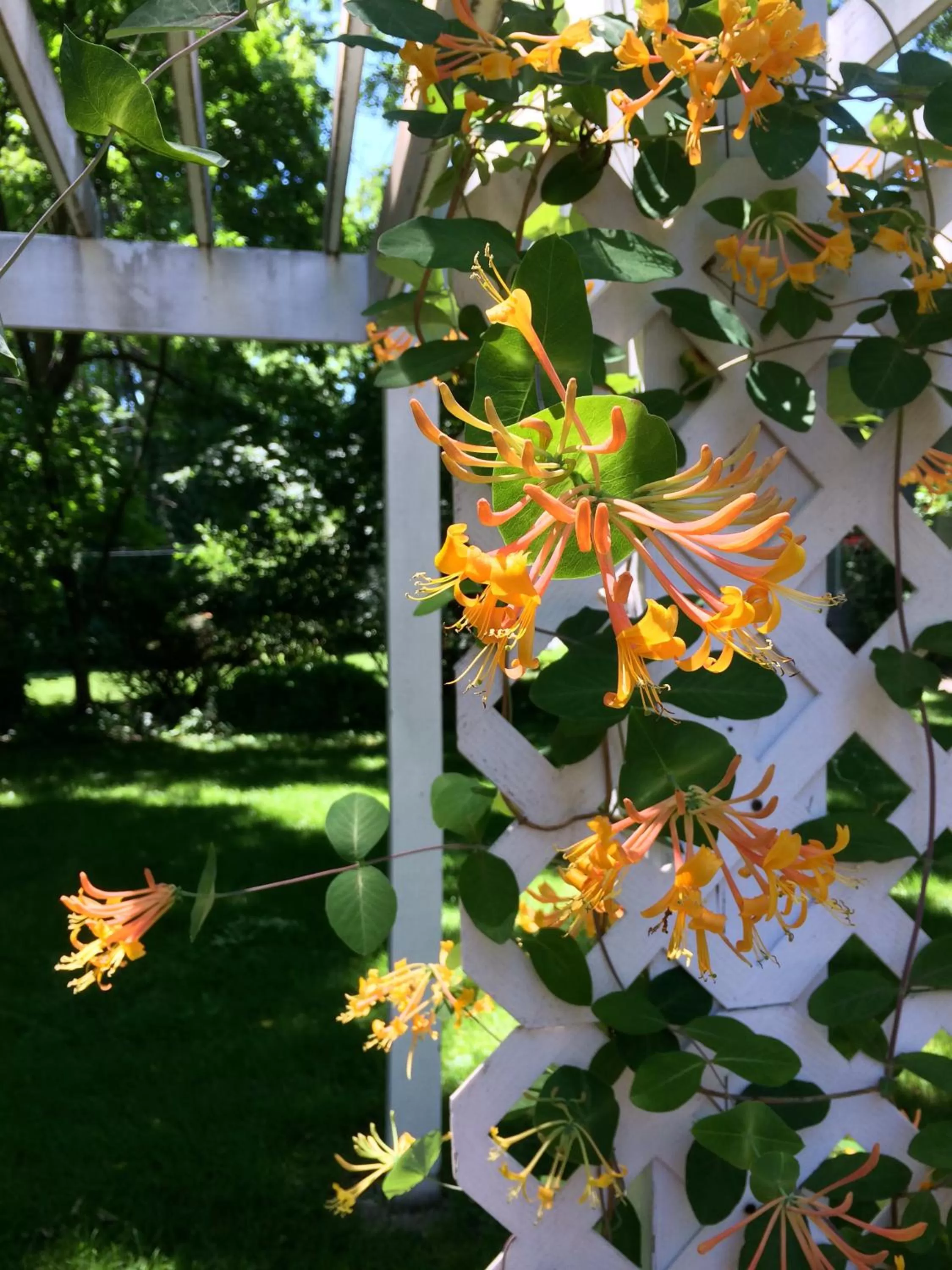 Garden in The Bed and Breakfast at Oliver Phelps