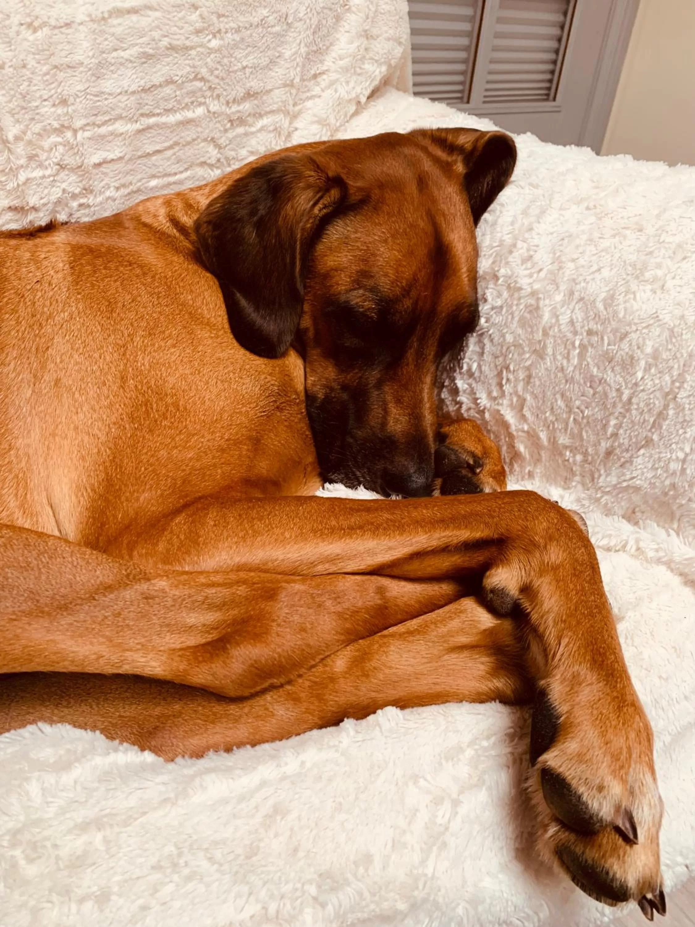 Pets in Hotel Bed & Breakfast am Dom