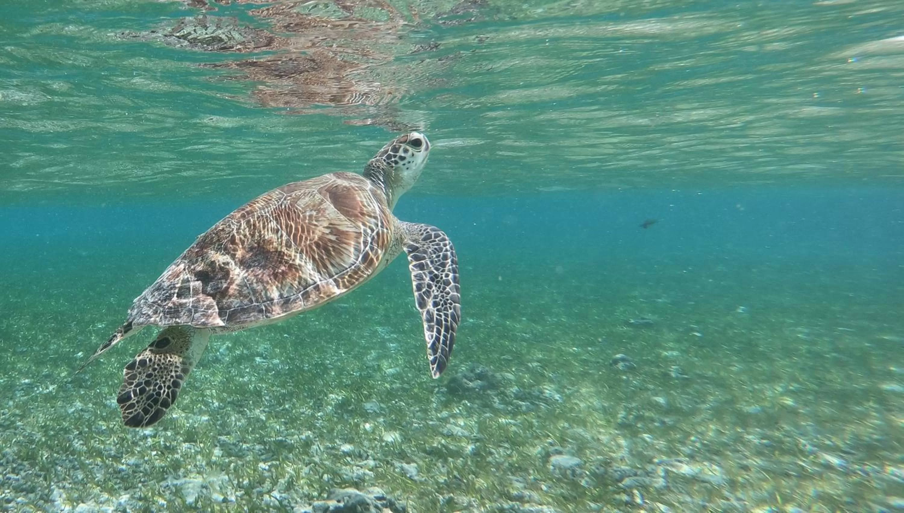 Natural landscape in Seri Resort Gili Meno - Adults Only
