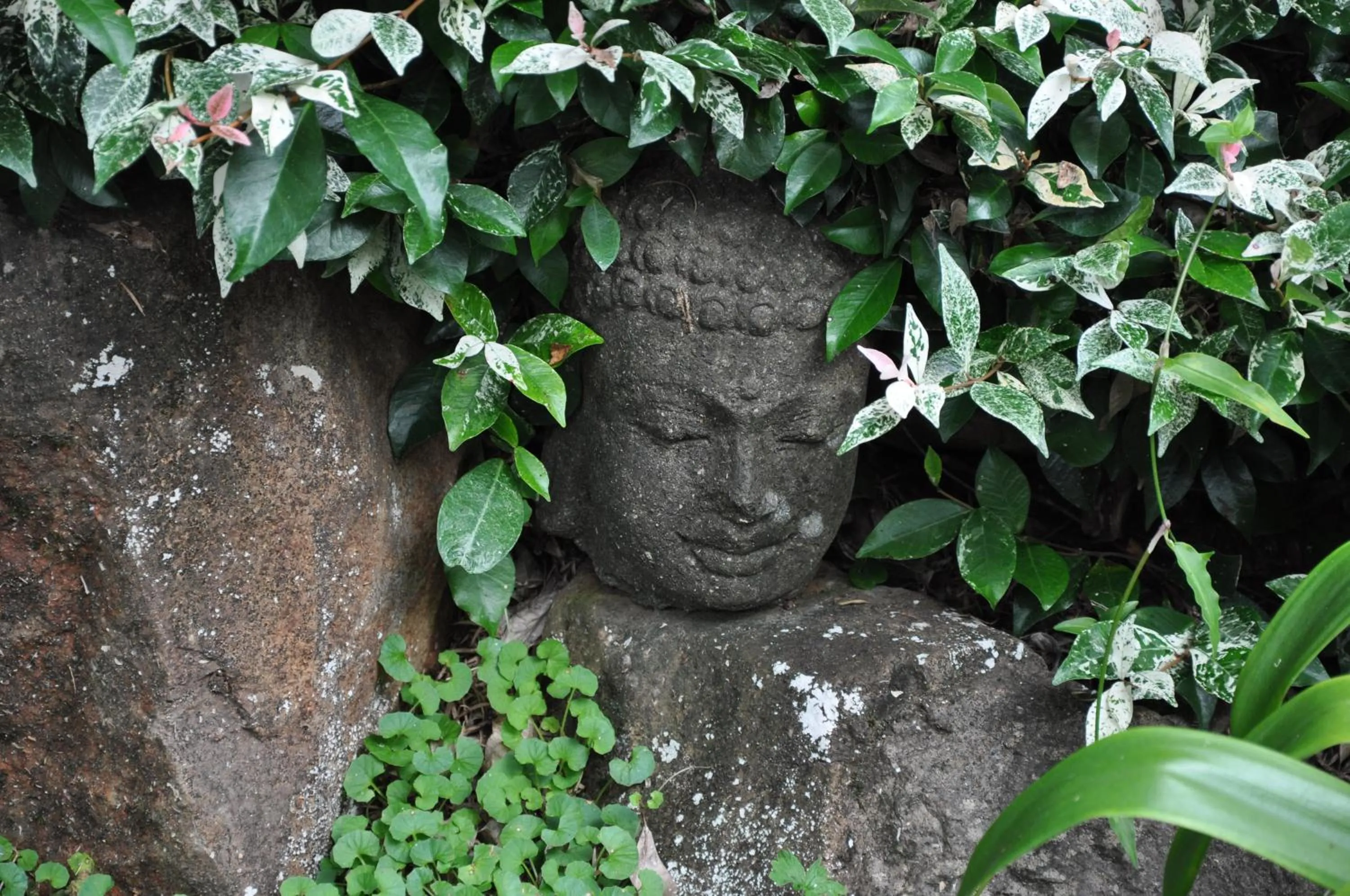 Garden in Escarpment Retreat & Day Spa for Couples