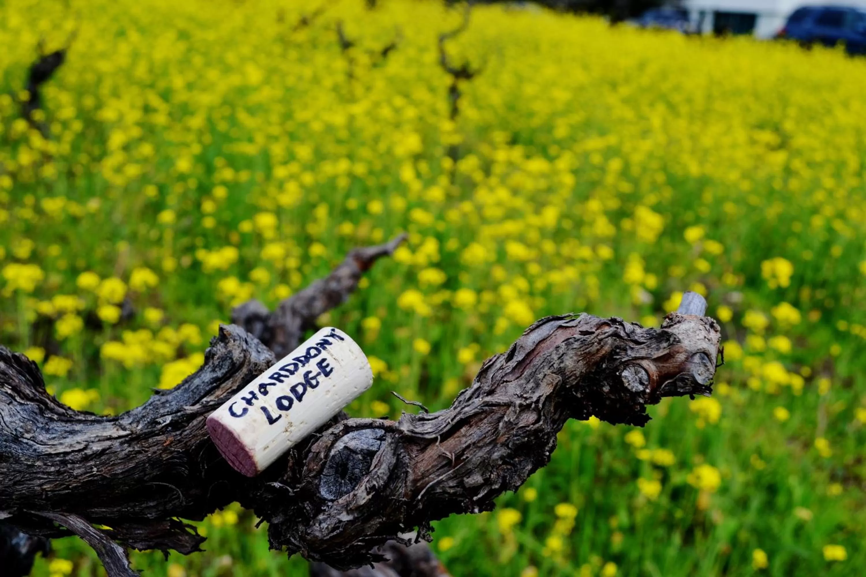 Spring in Chardonnay Lodge