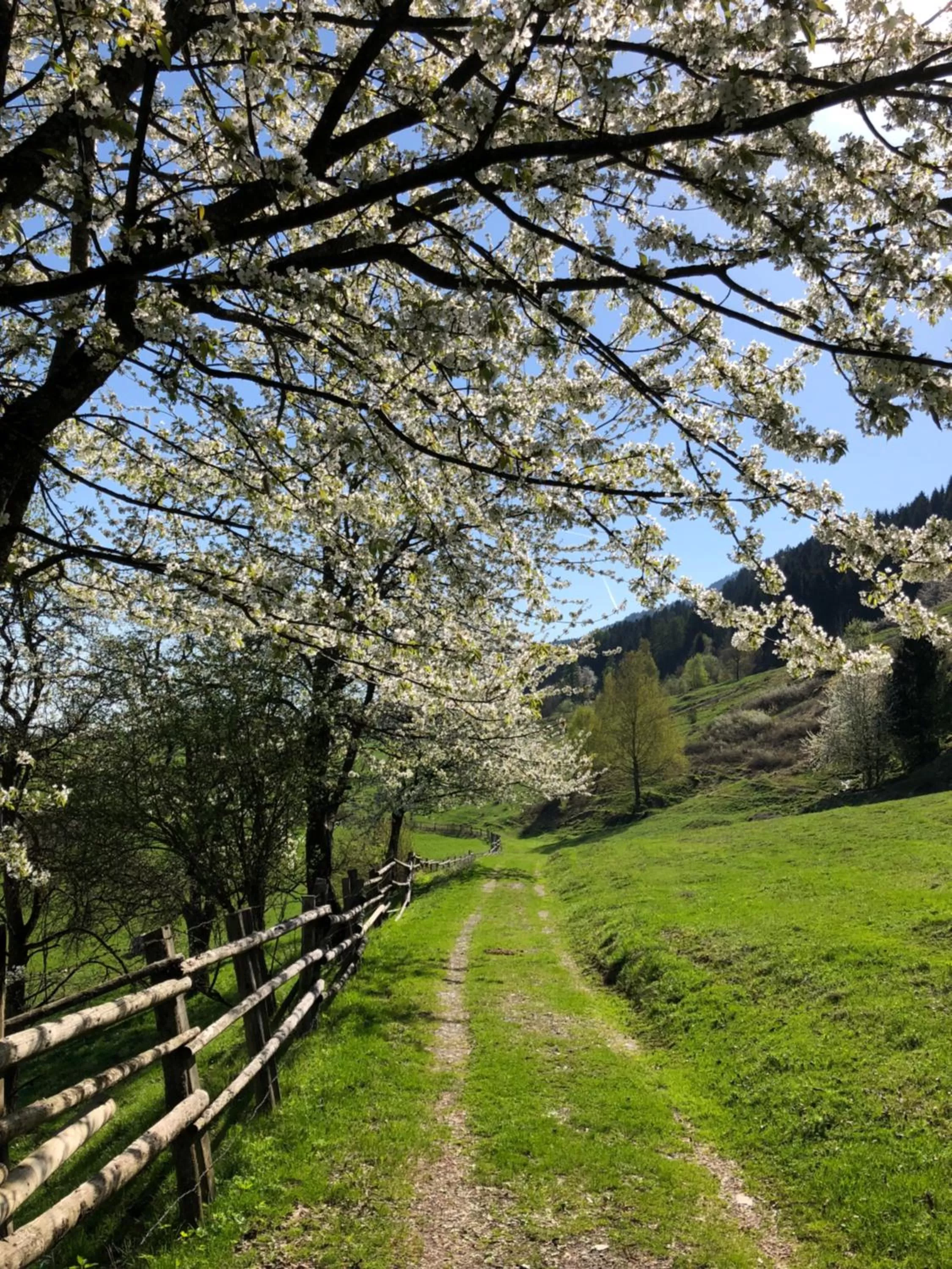 Natural landscape in B&B Leonhard 7