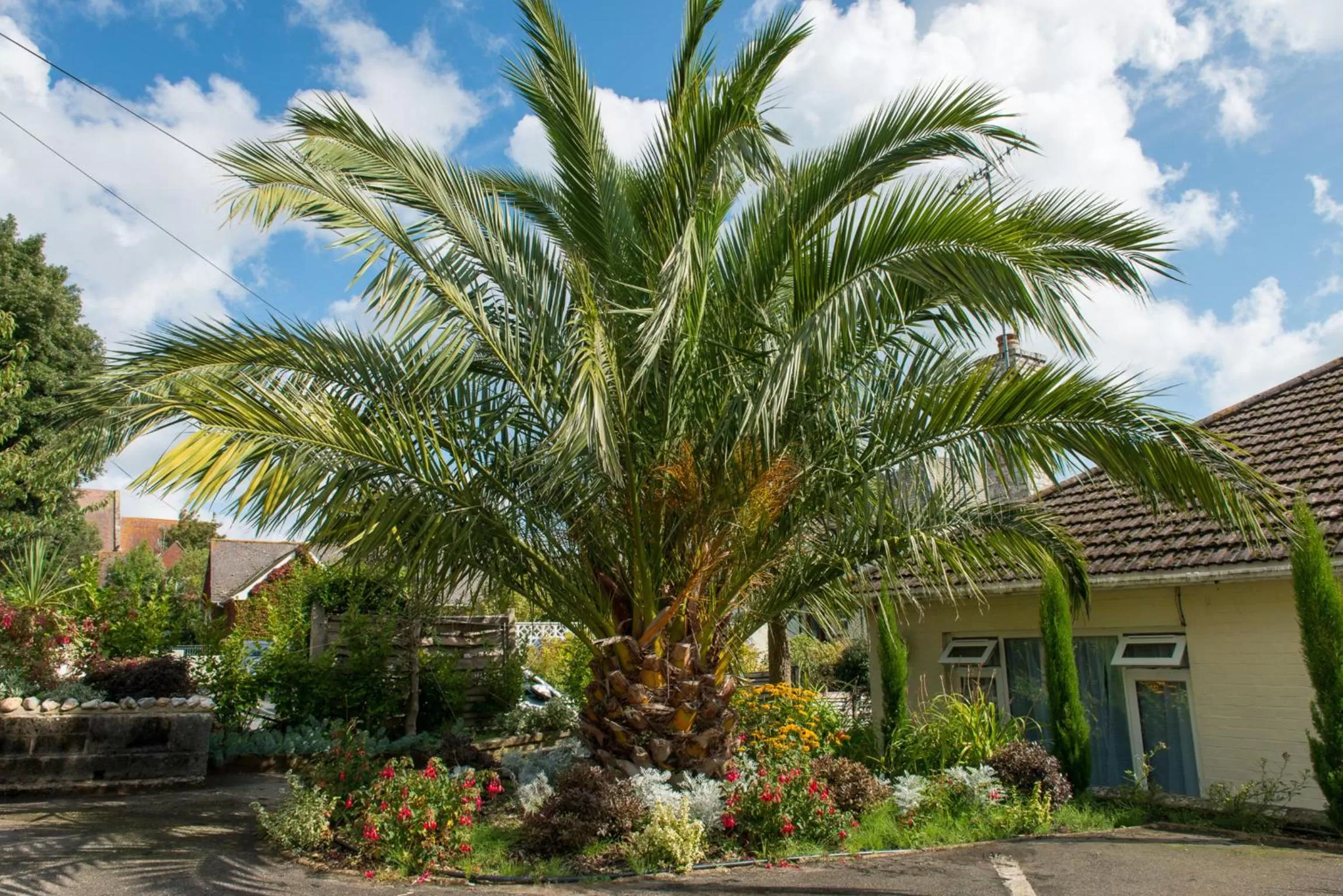 Garden in The Clifton