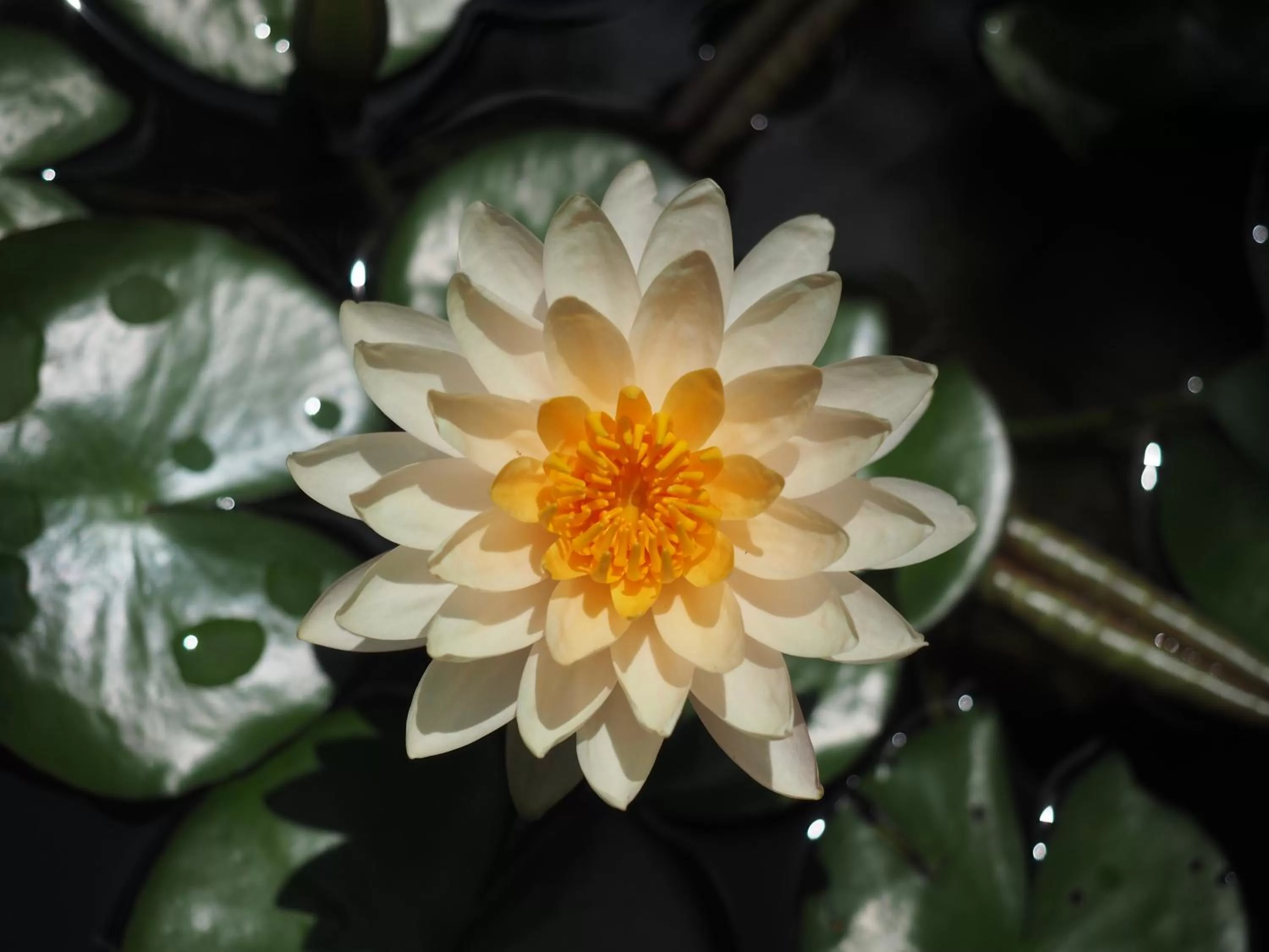 View (from property/room) in Amata Lanna Village อมตะล้านนาวิลเลจ