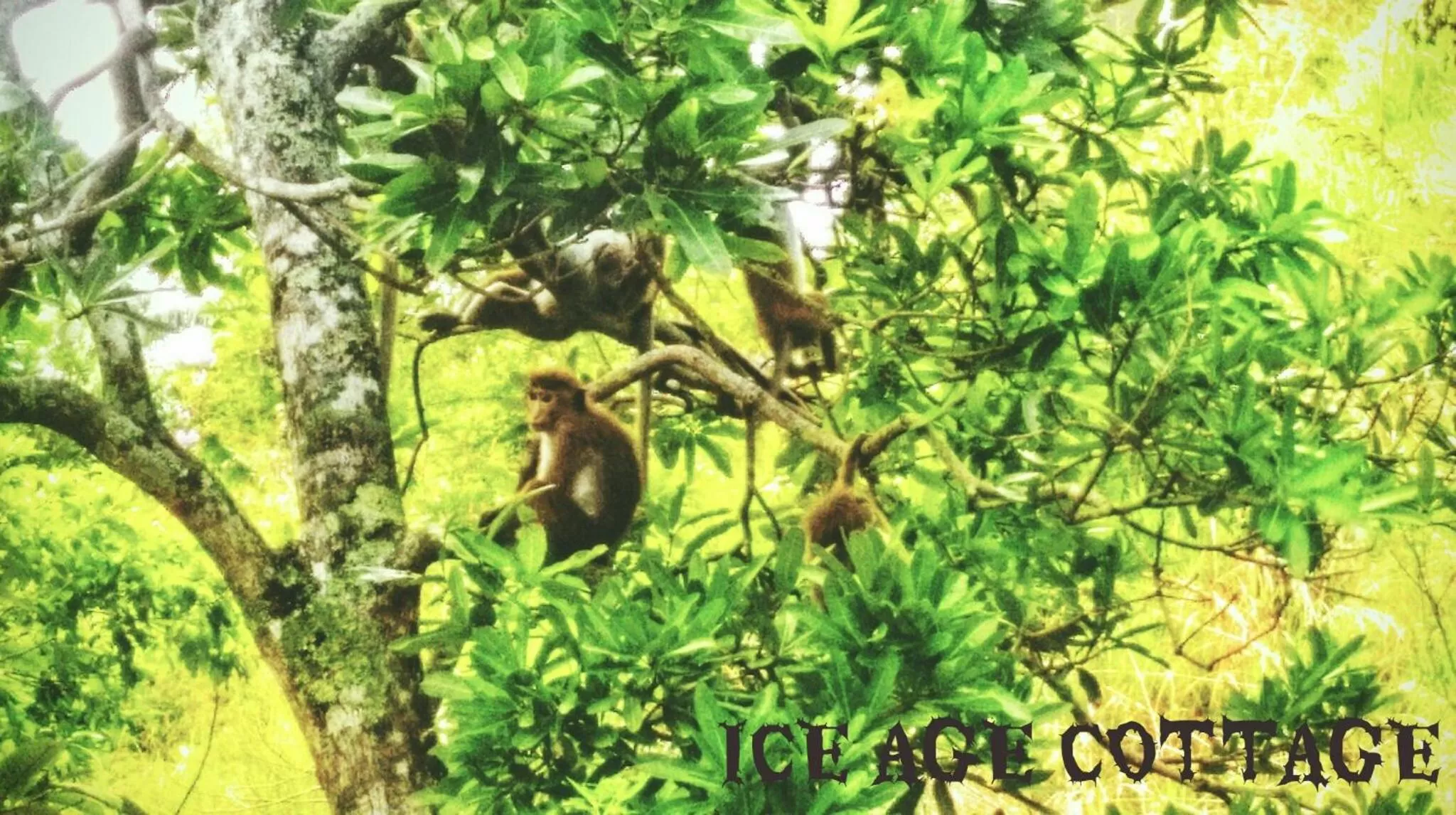 Animals in Ice Age Cottage