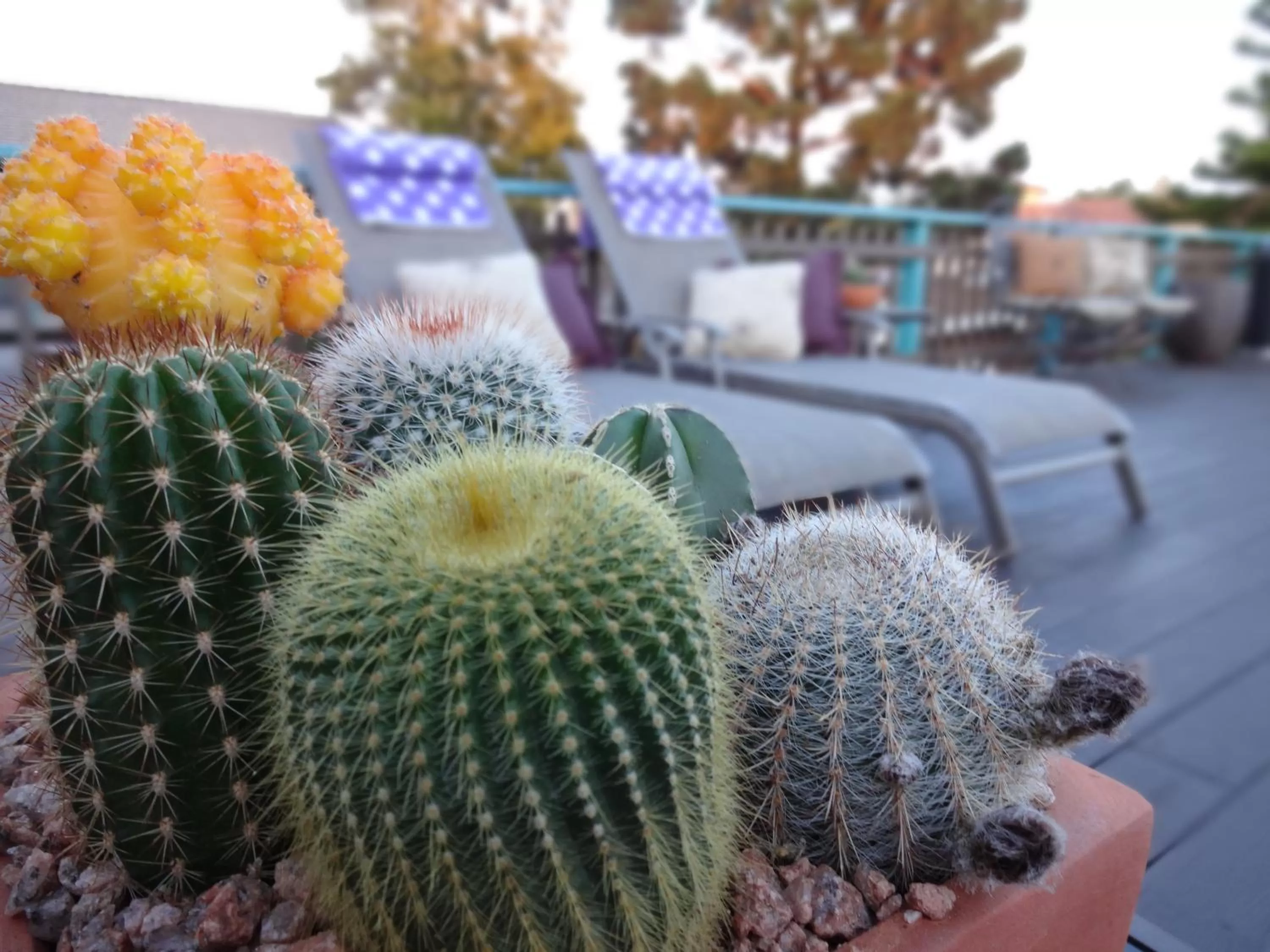 Other in The Presidio