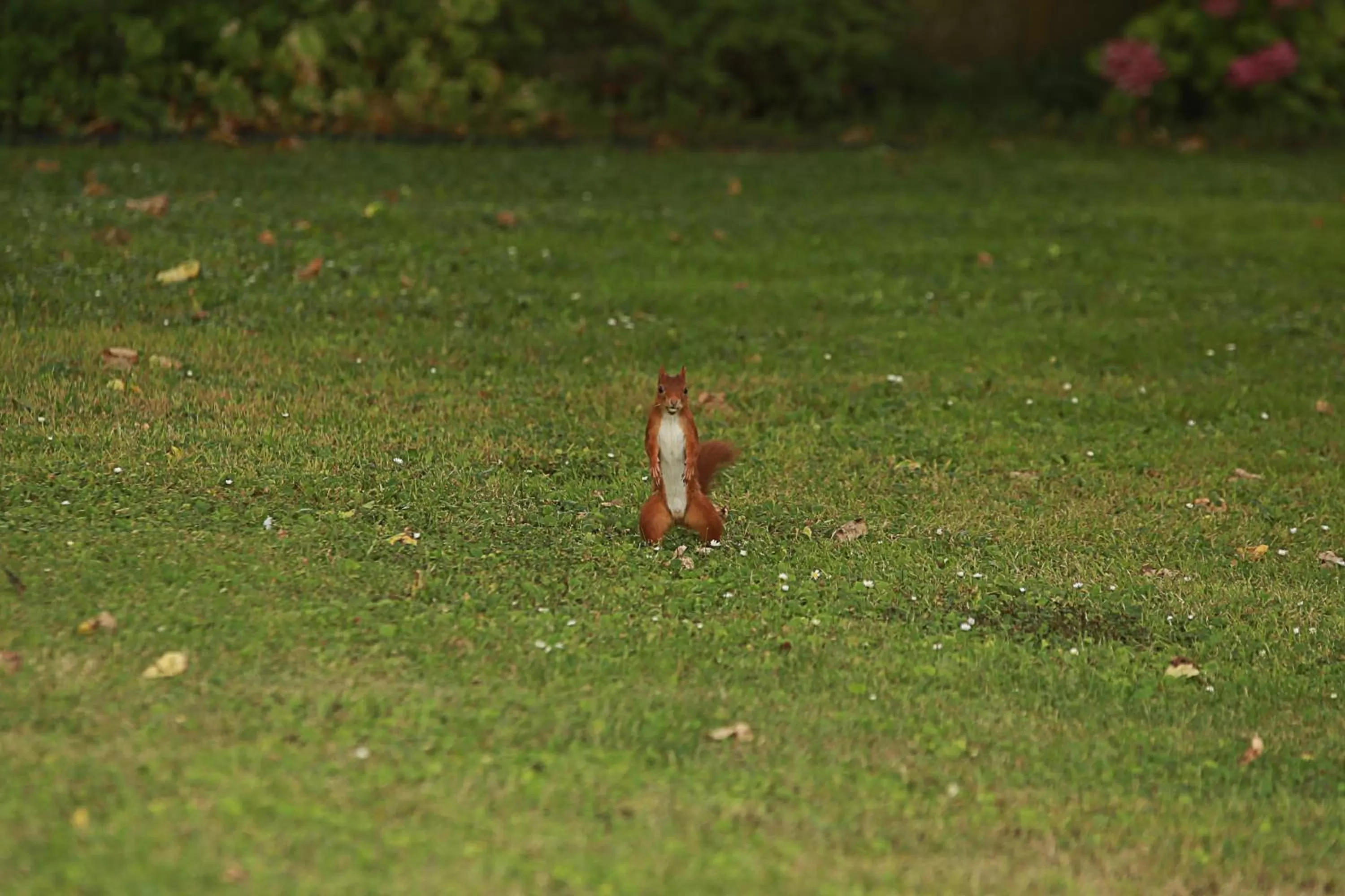 Garden in Les Rêves de Flamboin