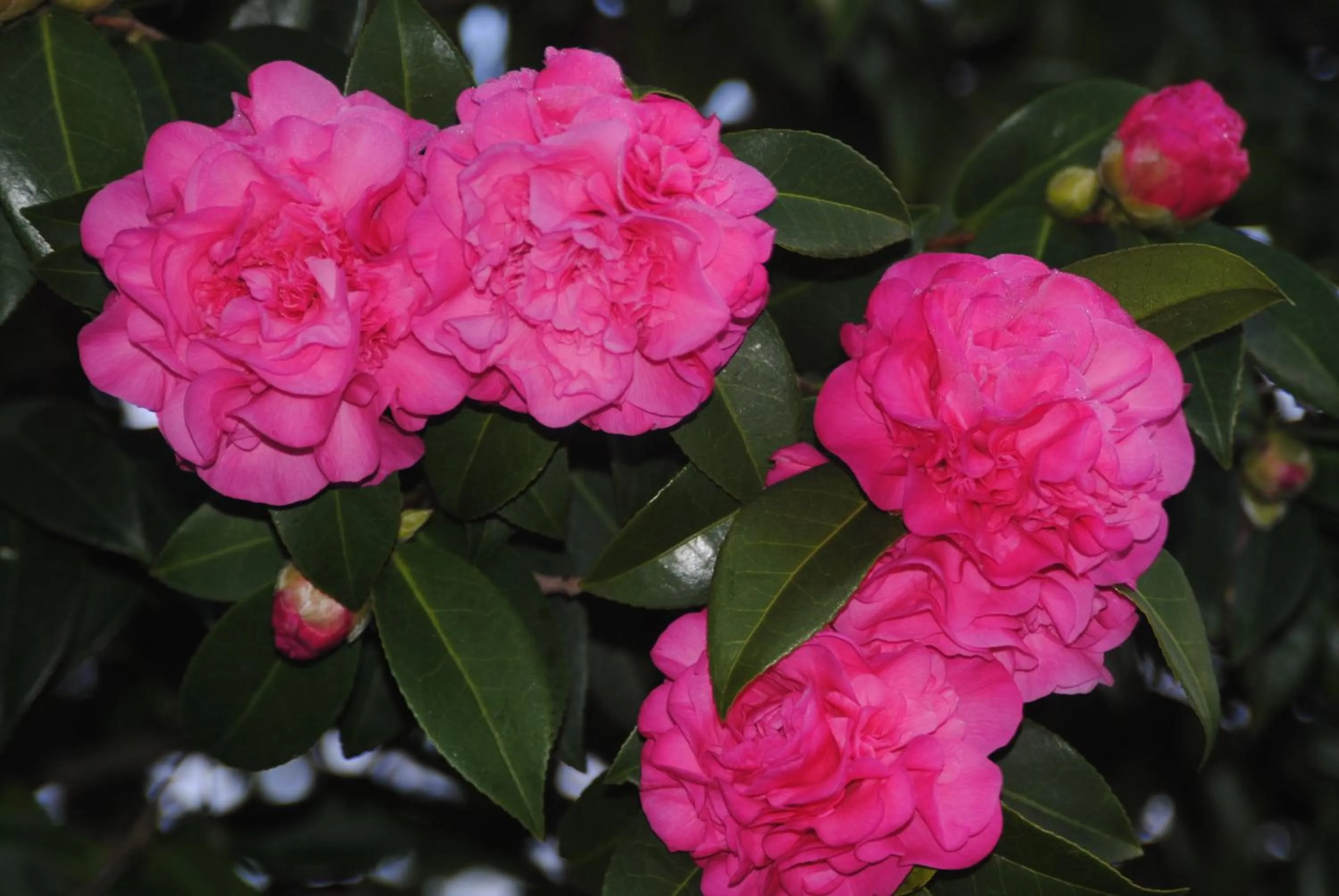 Garden in Amble at Hahndorf