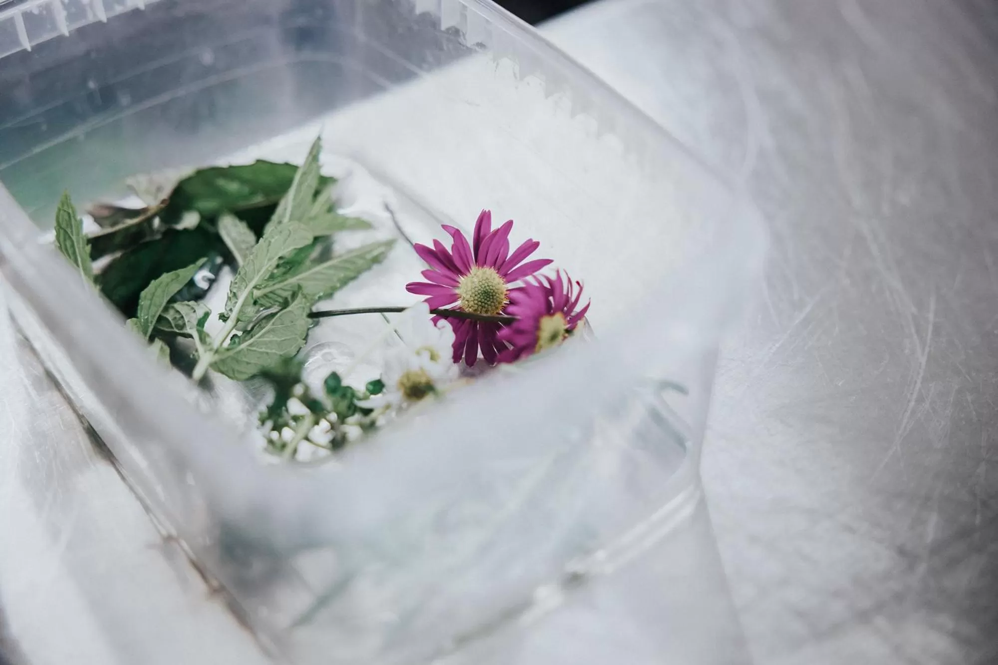 Food in Hotel Silberfux