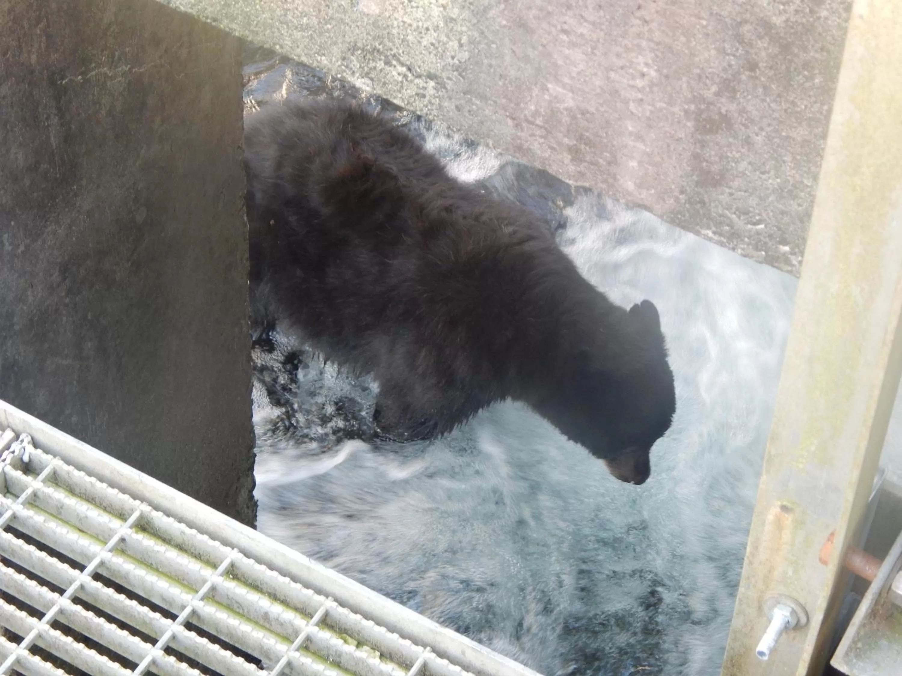 Off site, Other Animals in Money Pennies Bed and Breakfast