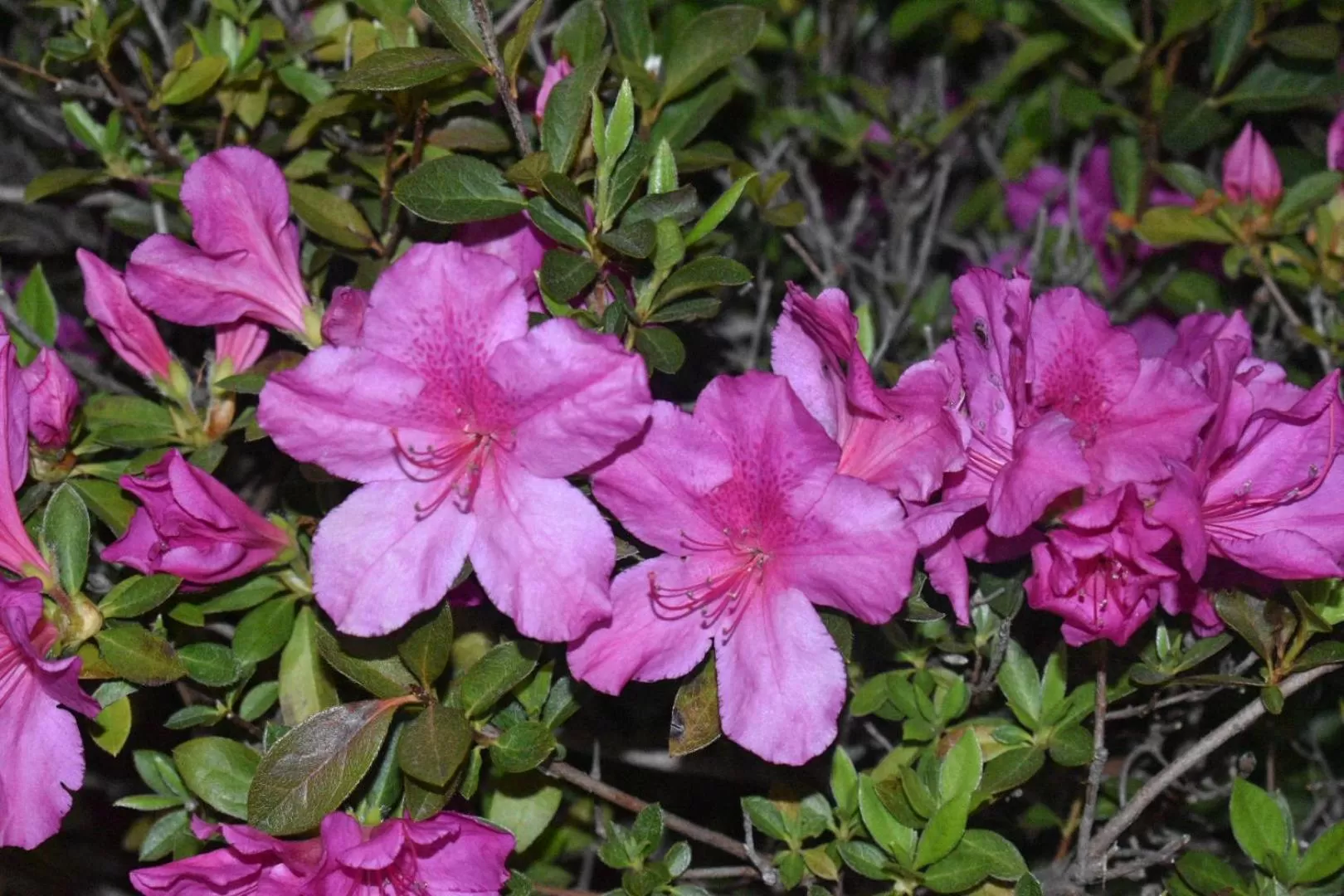 Garden in Days Inn by Wyndham Nacogdoches/SFA University/Downtown