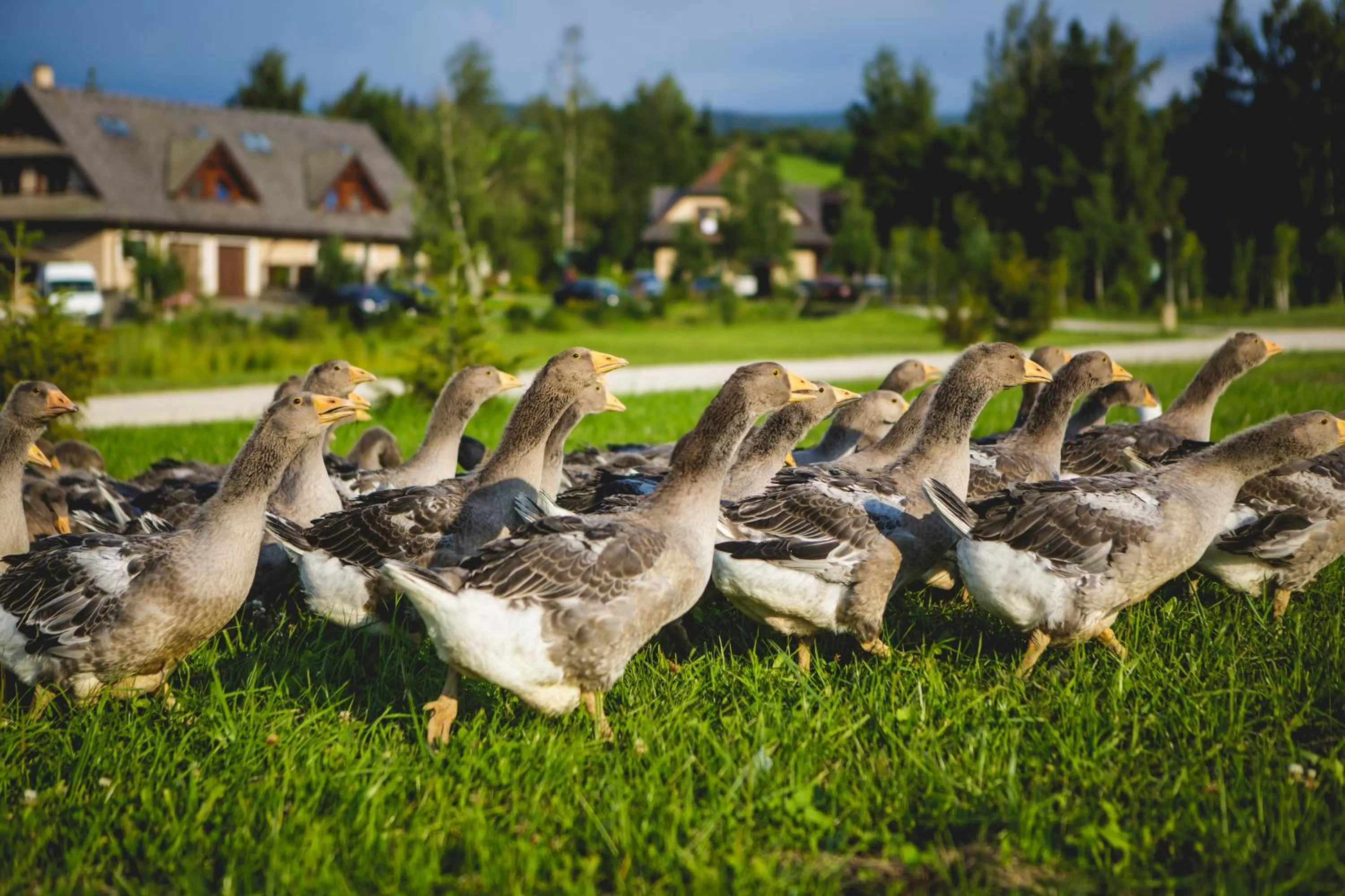 Pets in Oravský Háj Garden Hotel & Resort