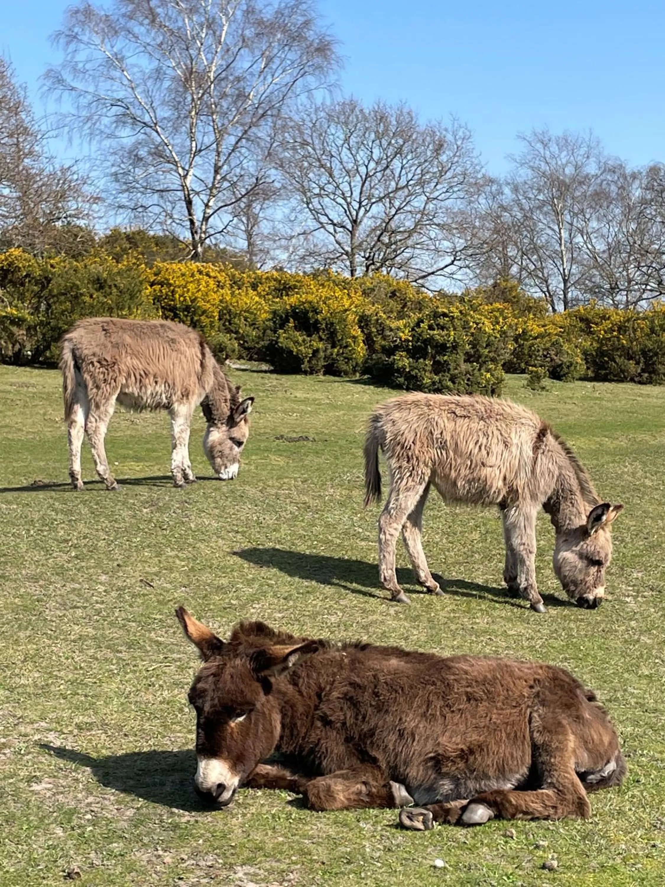 Animals in Burley Manor