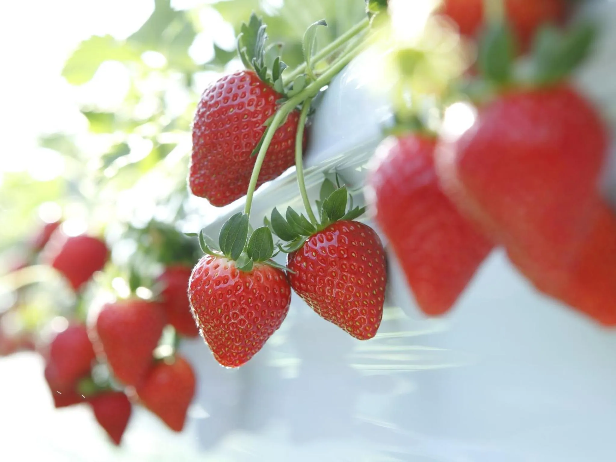 Activities in Hotel Laforet Nasu