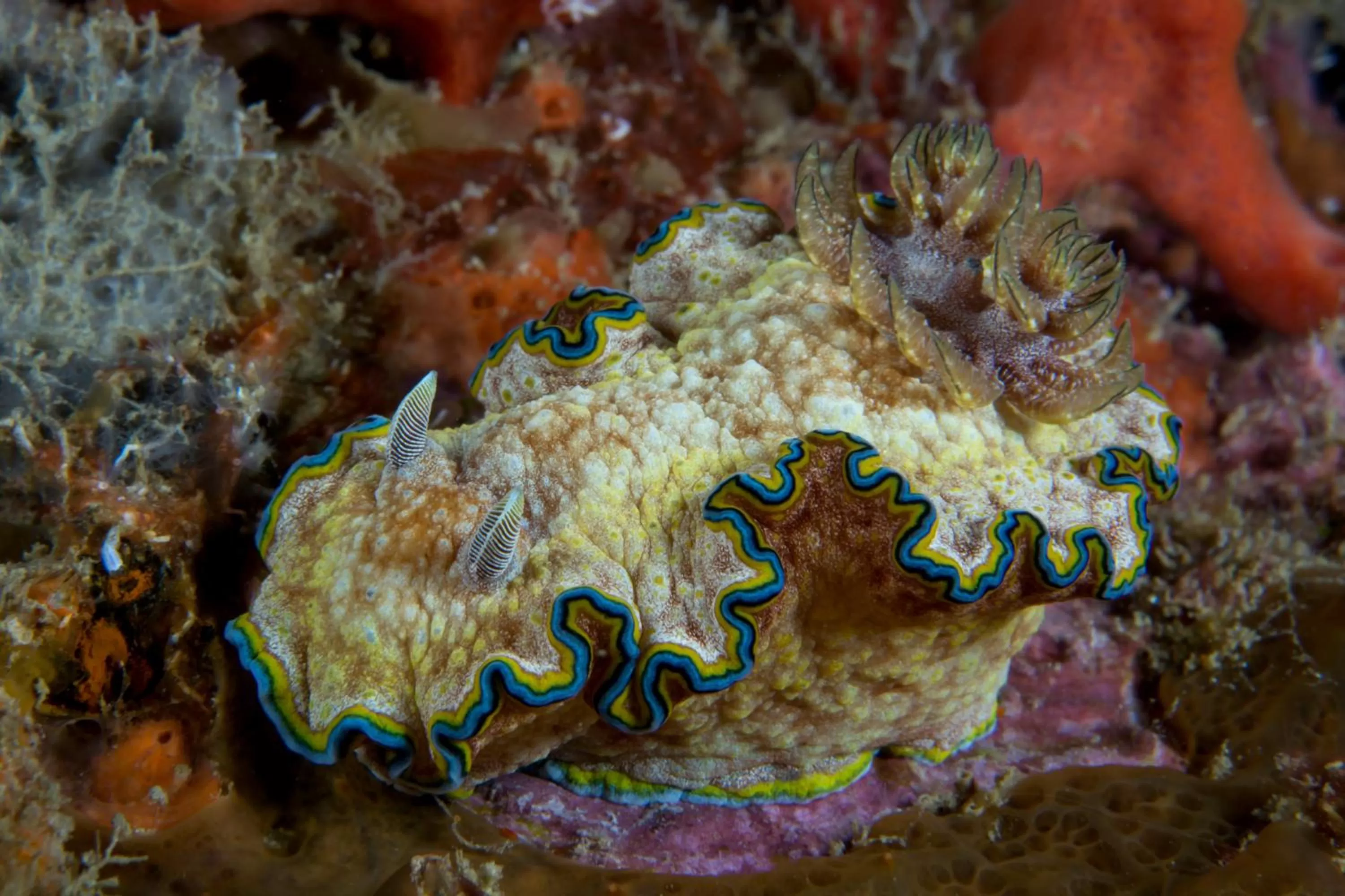 Diving in Punta Bulata White Beach Resort & Spa