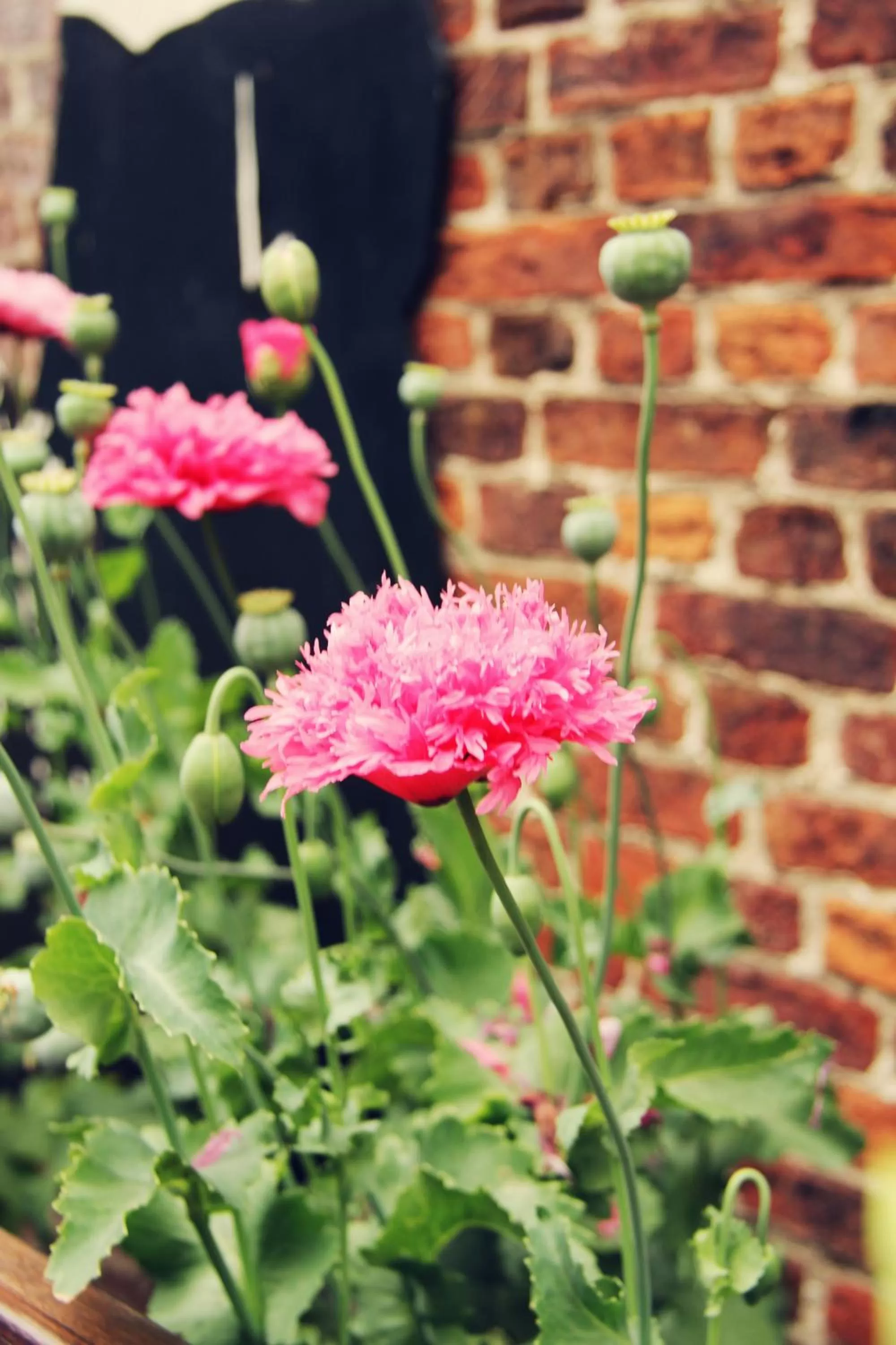 Area and facilities in Dendernachten