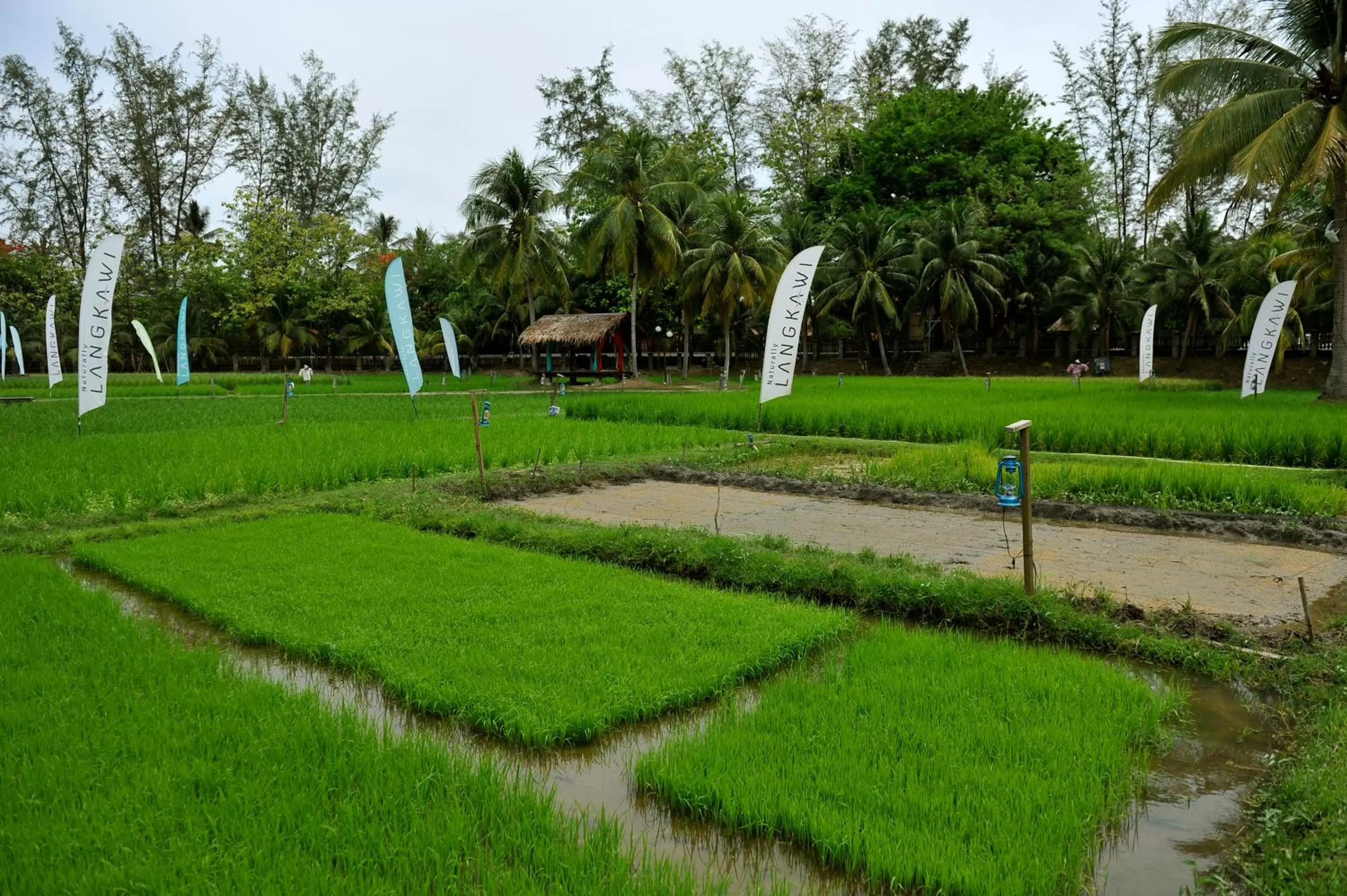 Other in The Gemalai Village