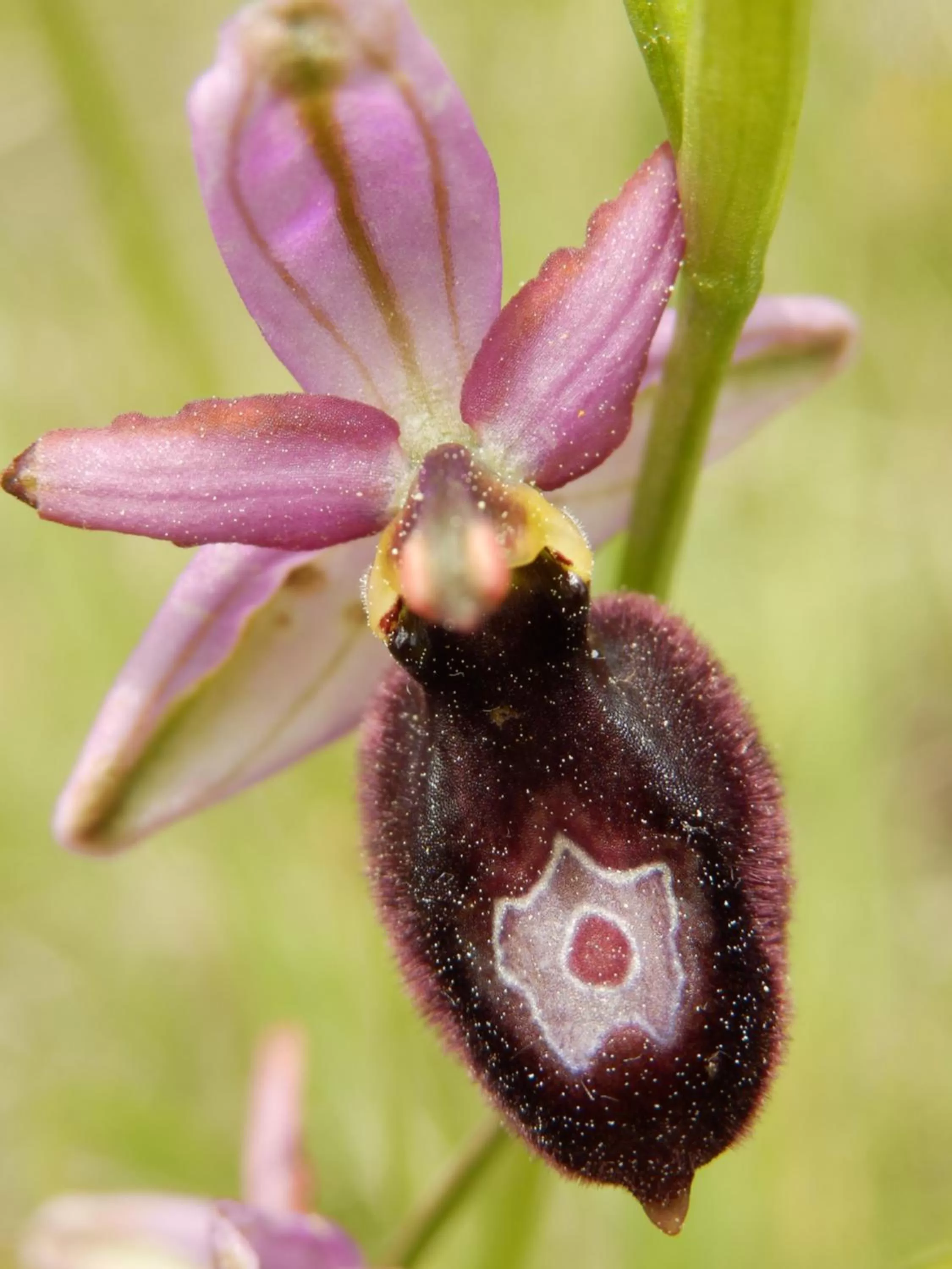 Other in L'Estapade des Tourelons