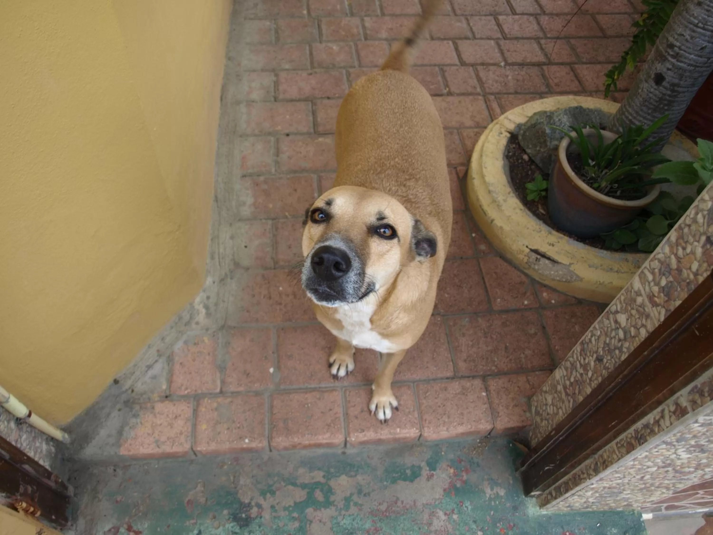 Pets in A1 Apartments Aruba