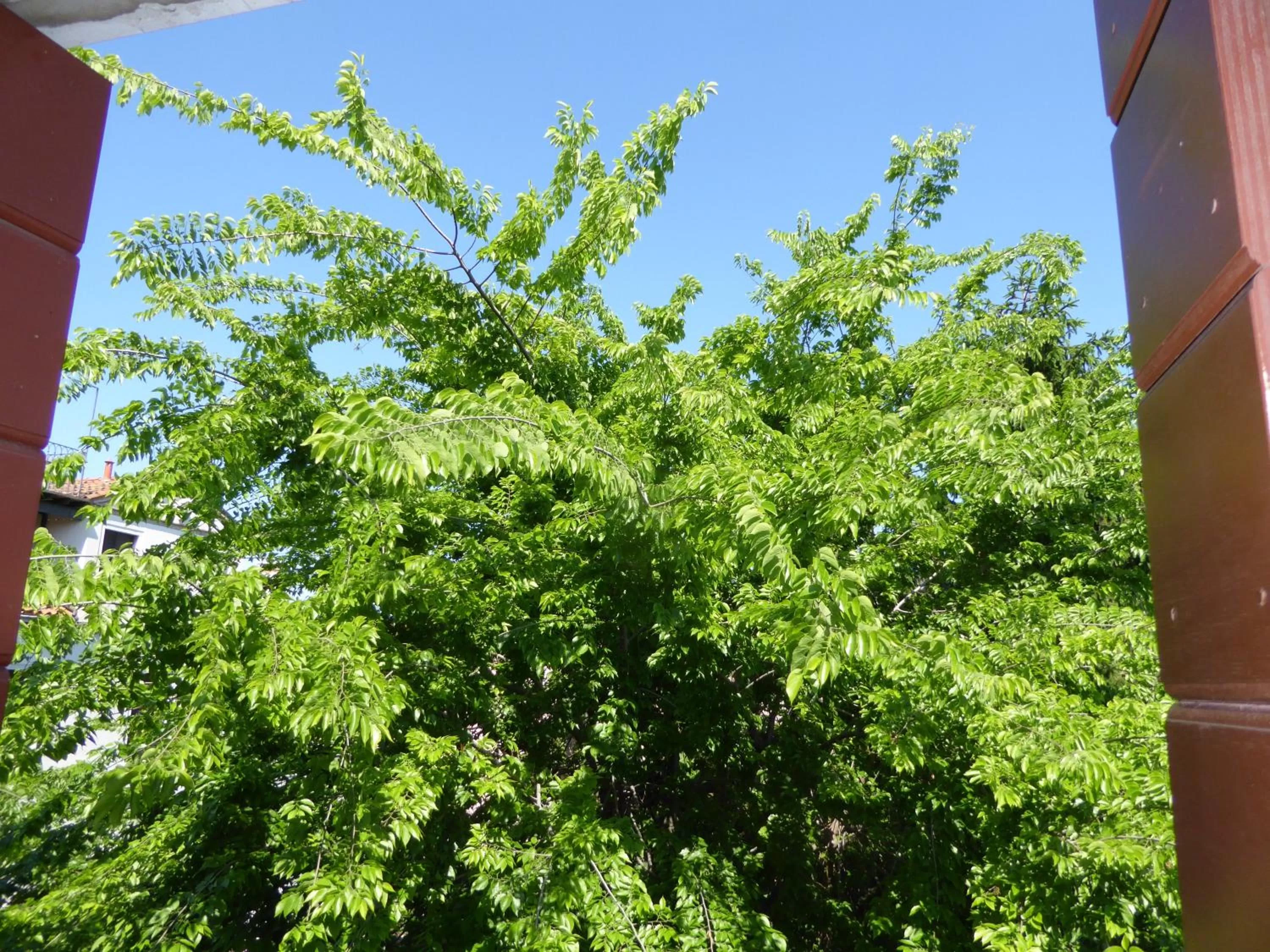 Garden view in B&b Vista sul Canal Grande