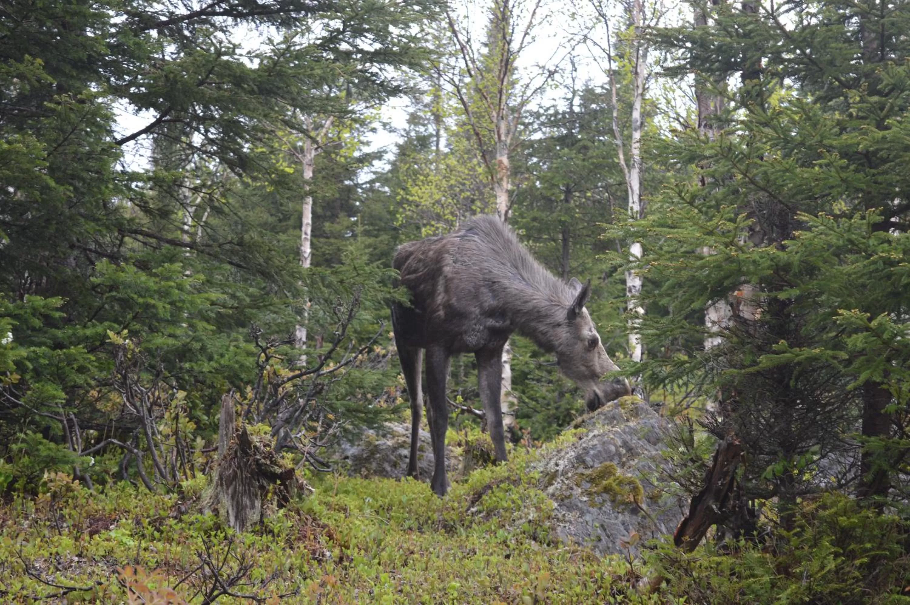 Nearby landmark, Other Animals in La Maison entre Mer Montagnes