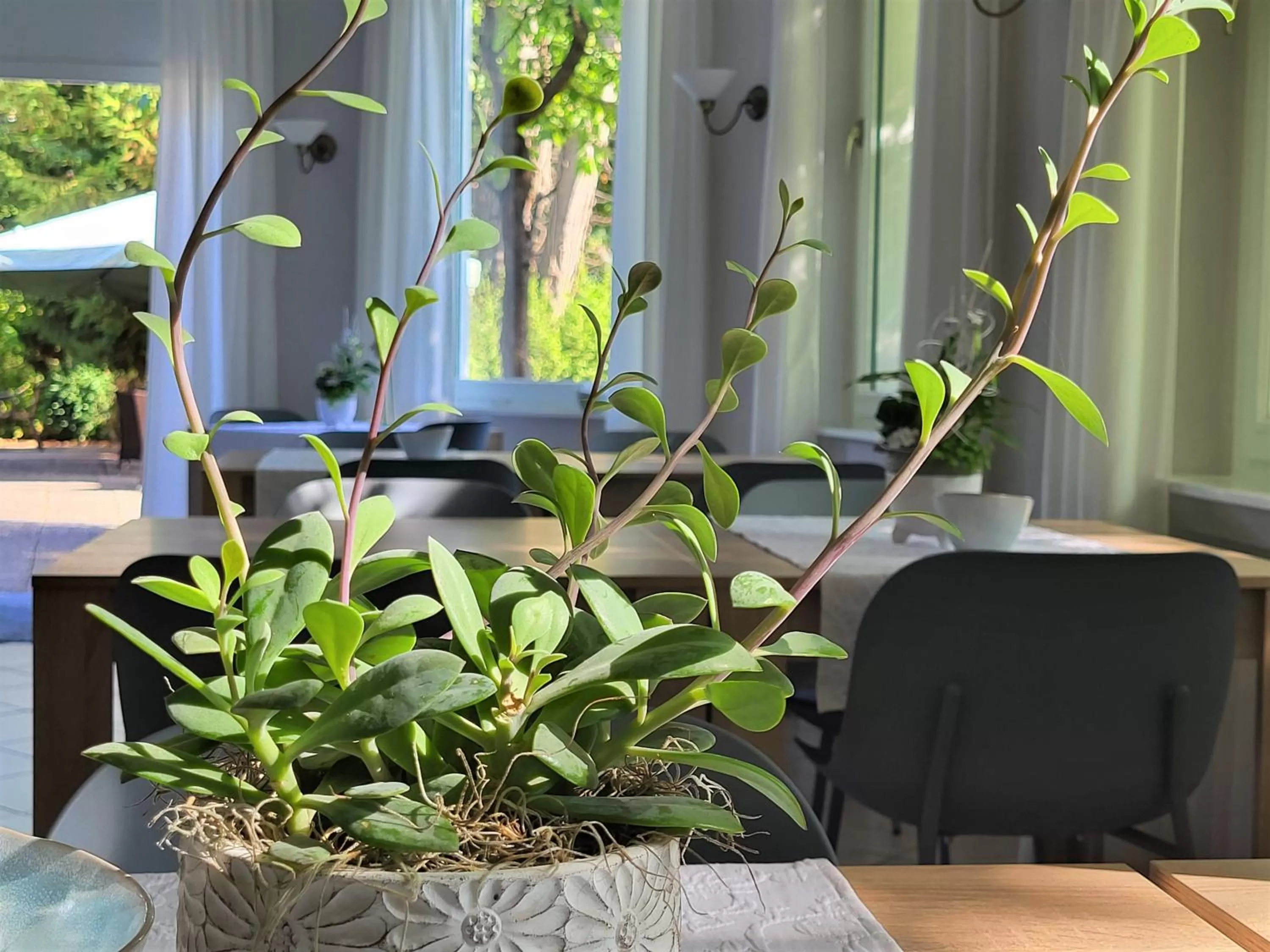 Breakfast in Parkhotel Am Schwanenteich