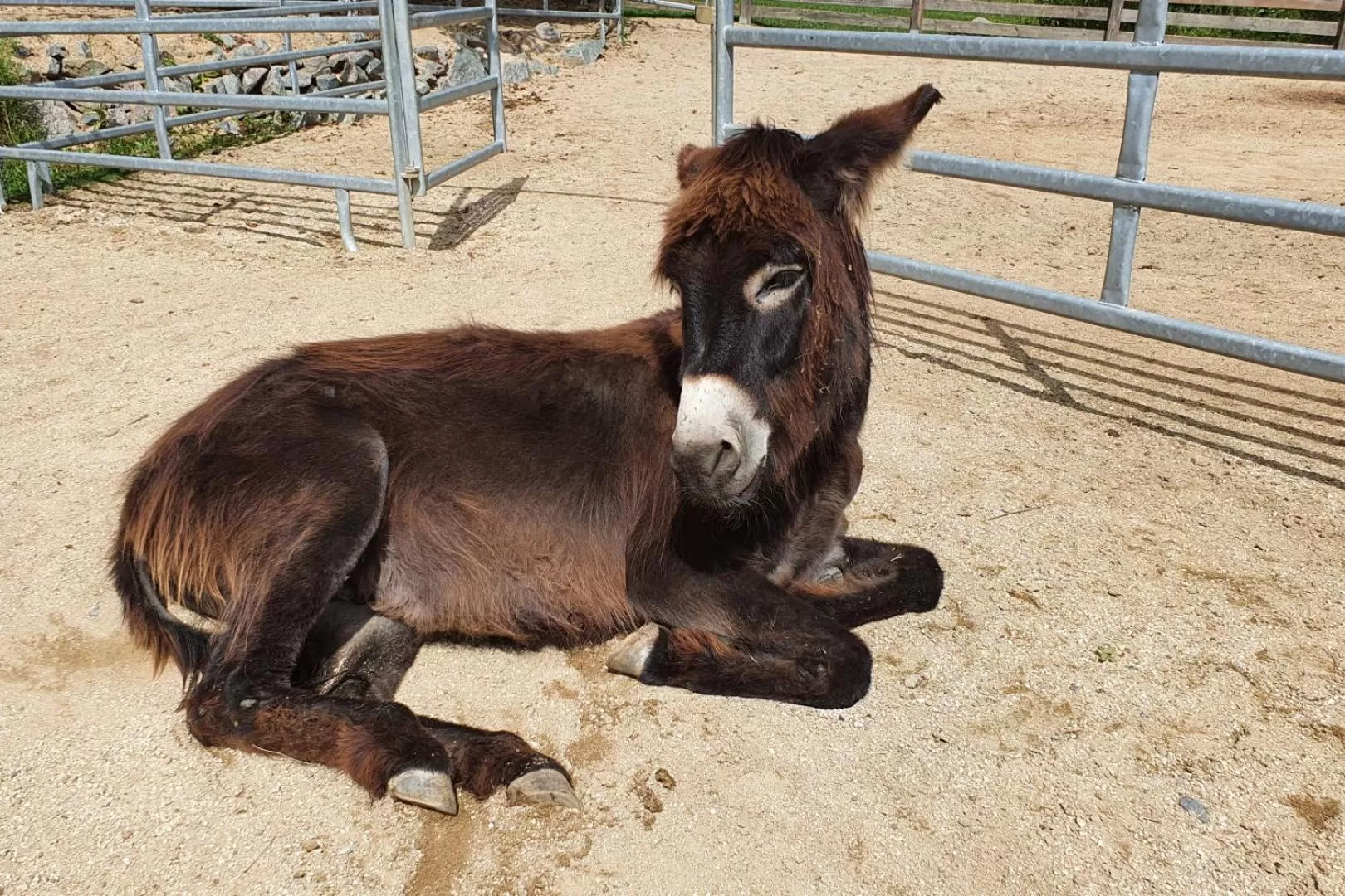 Animals in OREA Resort Panorama Moravský kras