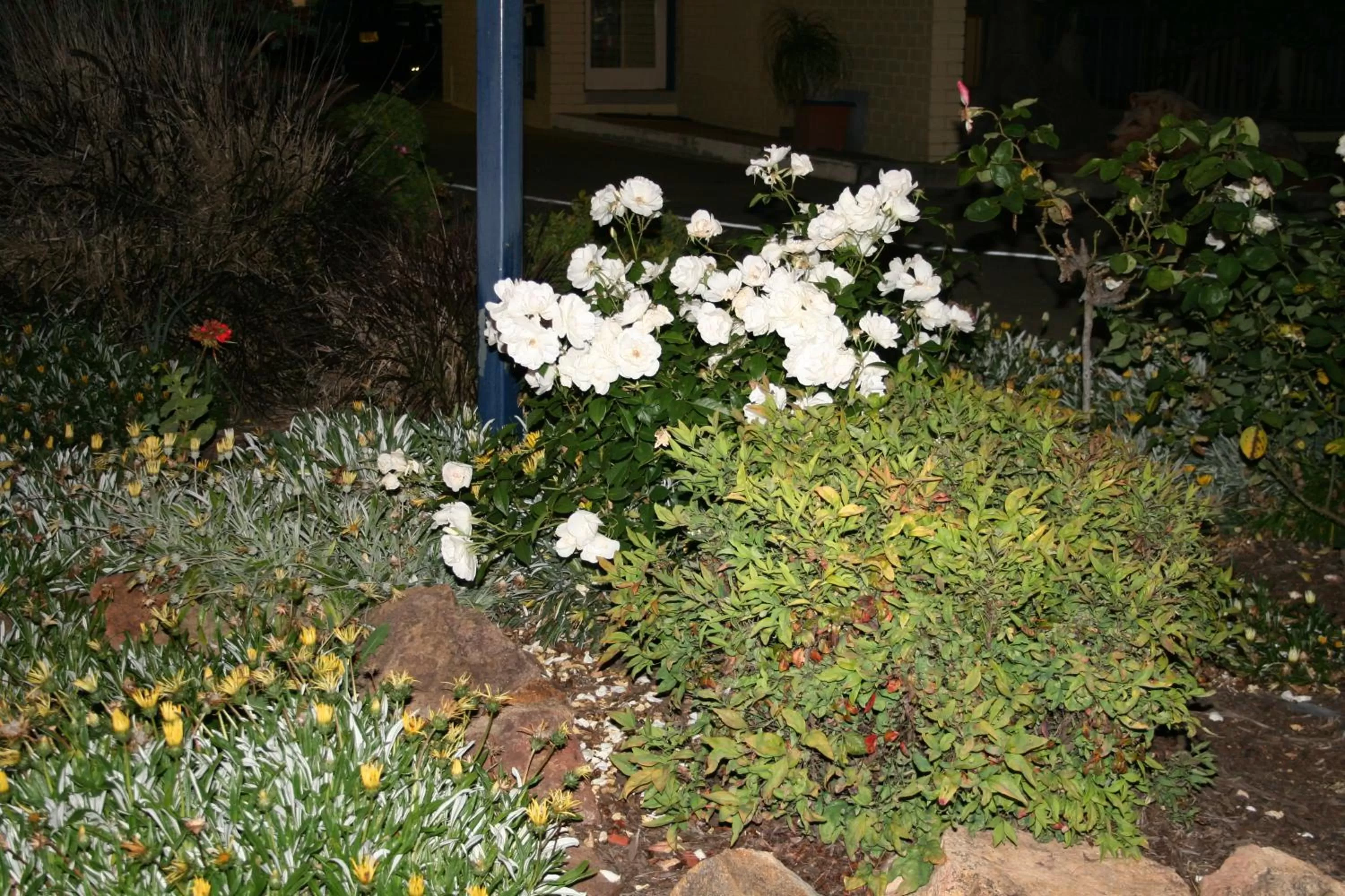 Garden, Patio/Outdoor Area in The Plains Motor Inn