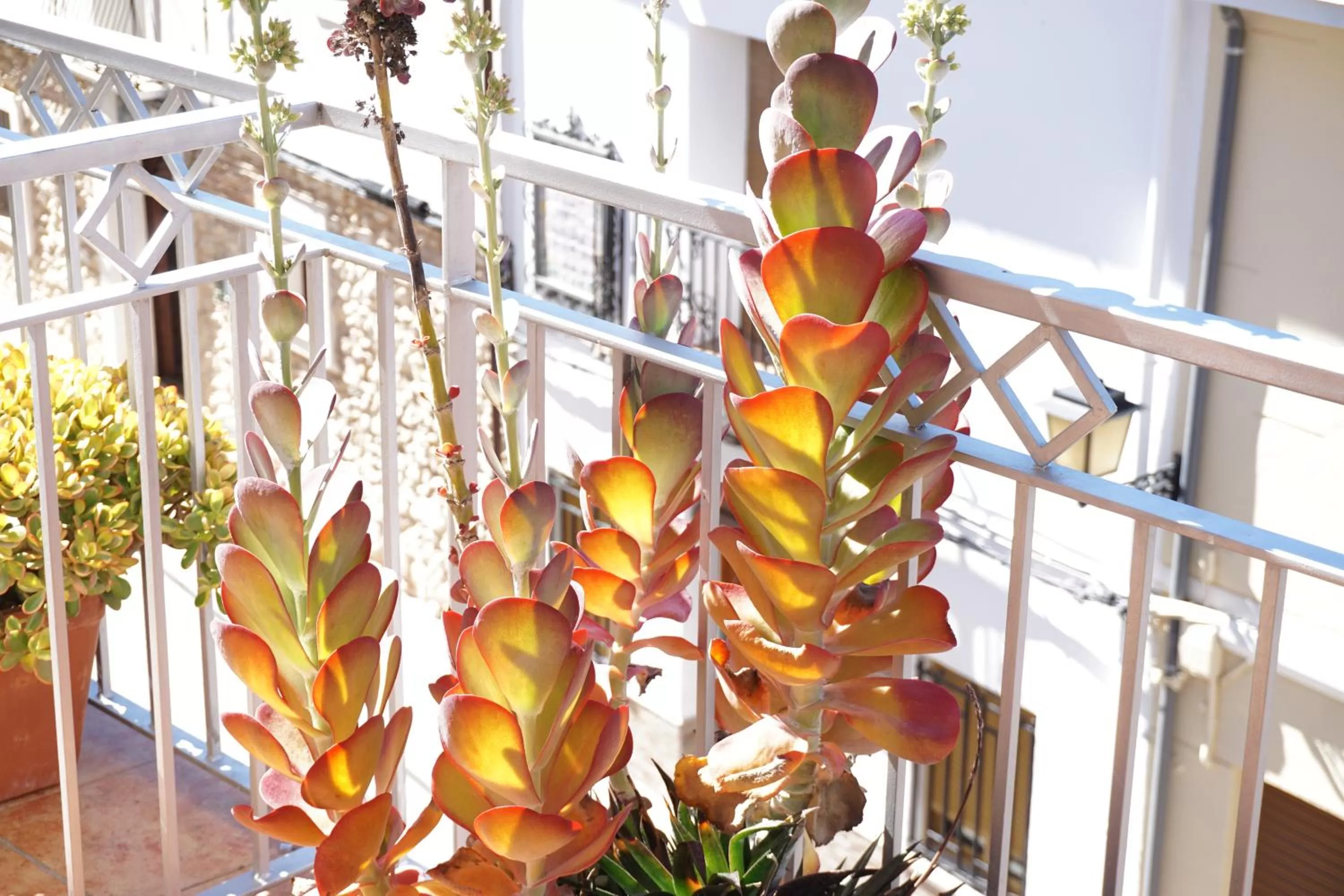 Balcony/Terrace in Mardenit Hotel Boutique