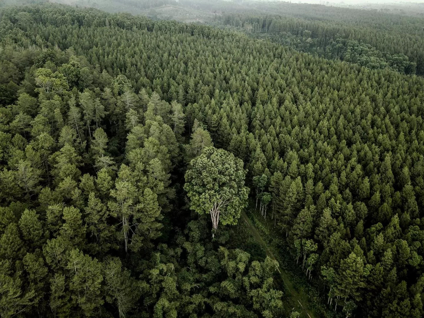 Natural landscape in Ijen Resort and Villas - The Hidden Paradise