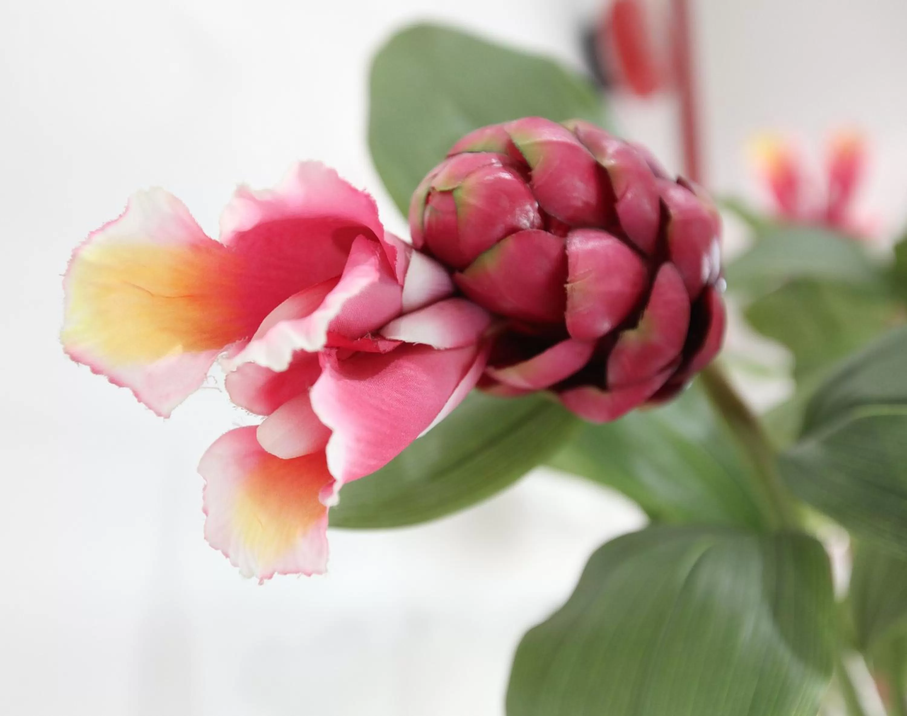 Other in Gingerflower Boutique Hotel