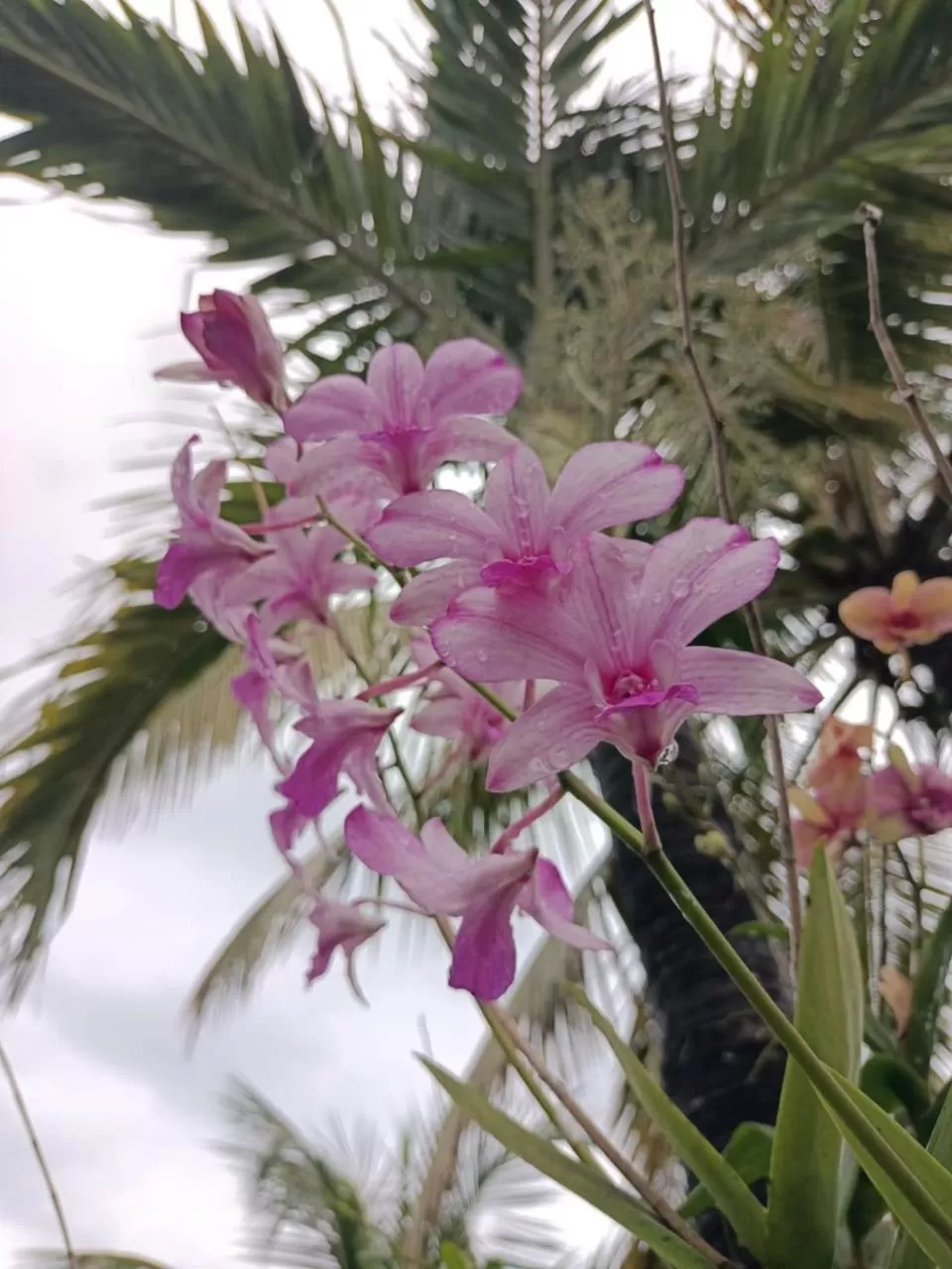 Garden in Optimum Residencies