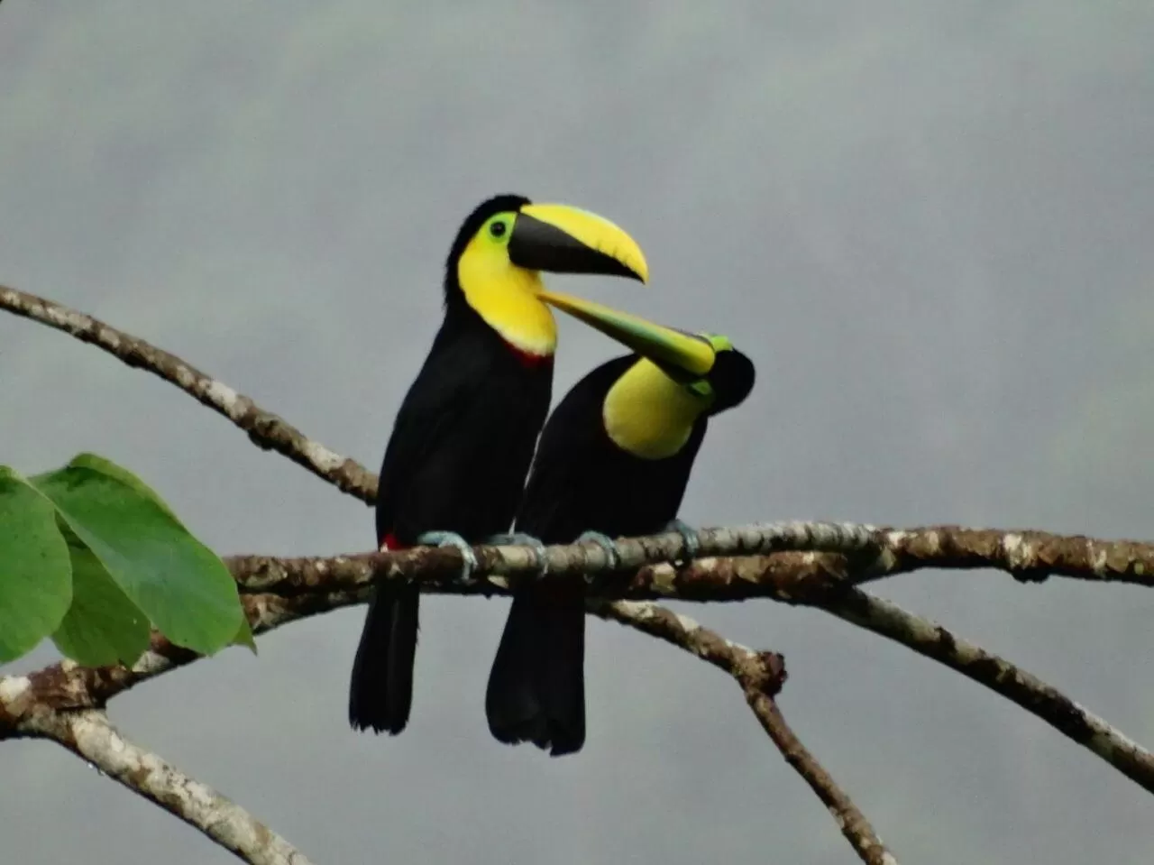Activities, Other Animals in Posada Turística Rocas De Cabo Marzo