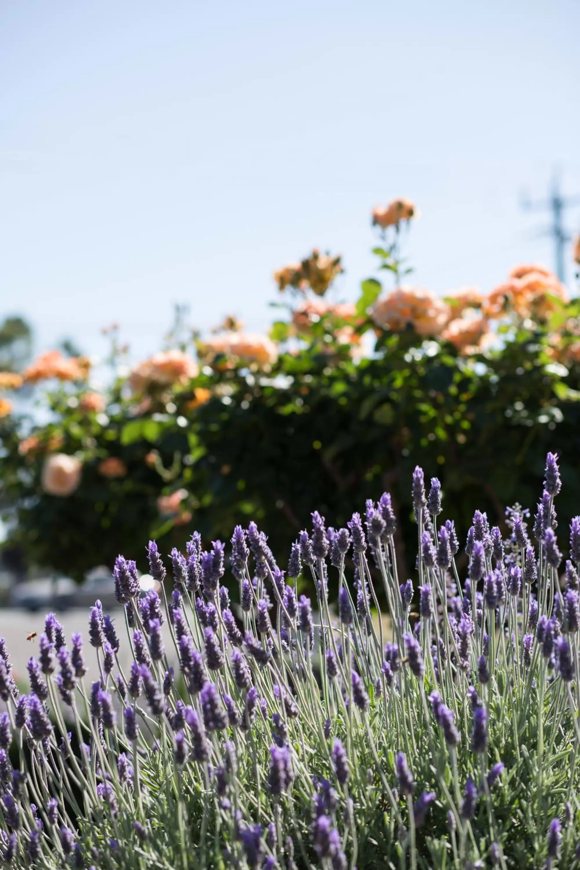 Garden in Willows Motel