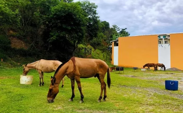 Animals in Pousada Jovimar