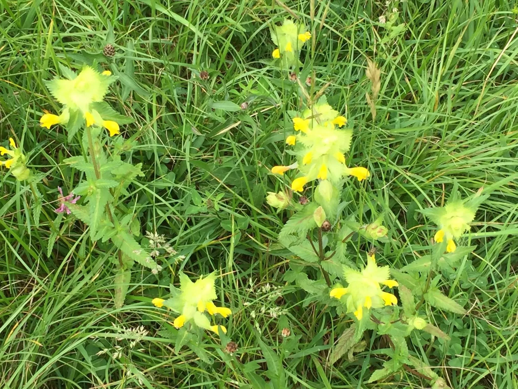 Le Moulin de Champagne