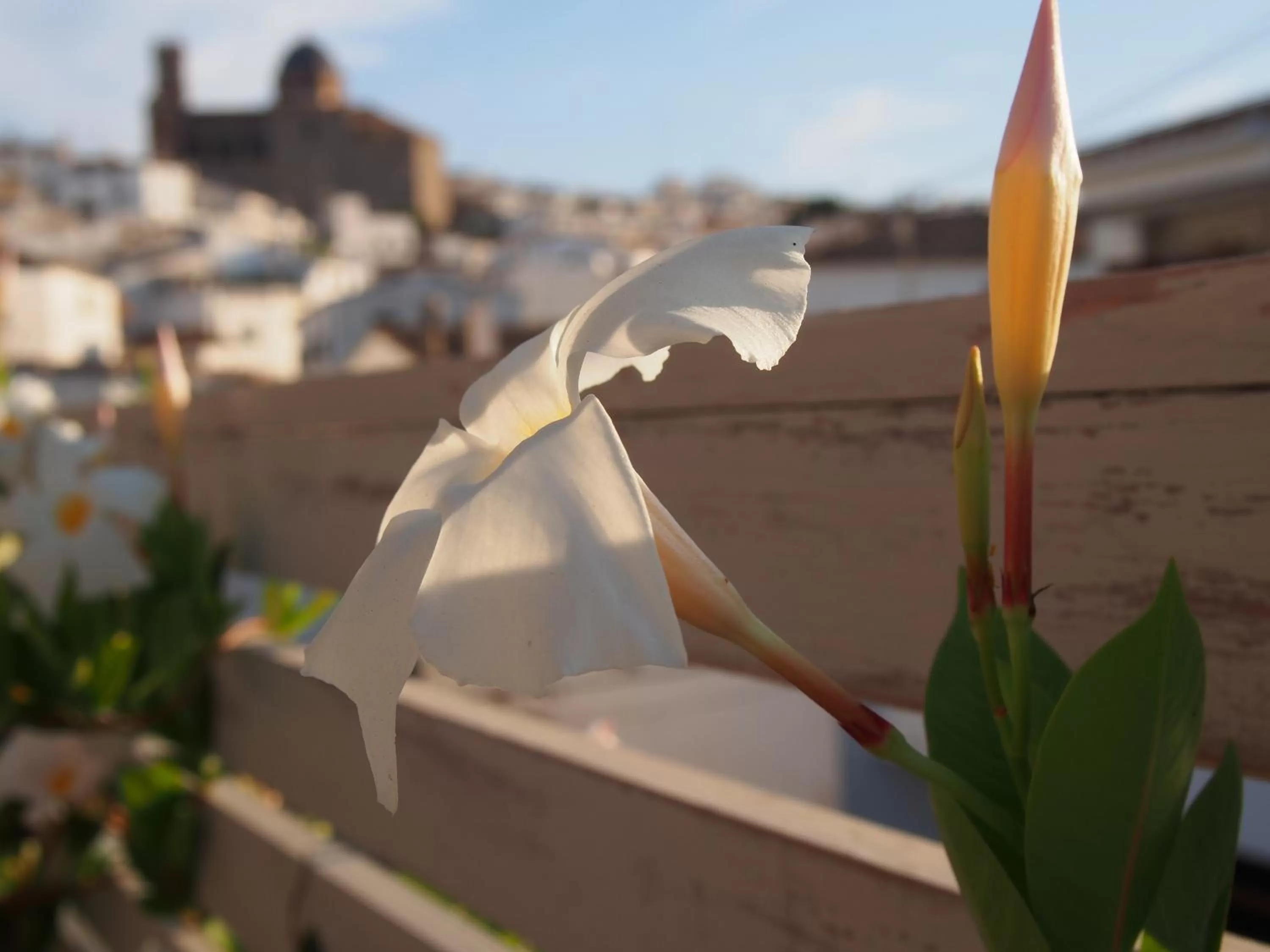 Balcony/Terrace in Hotel Abaco Altea