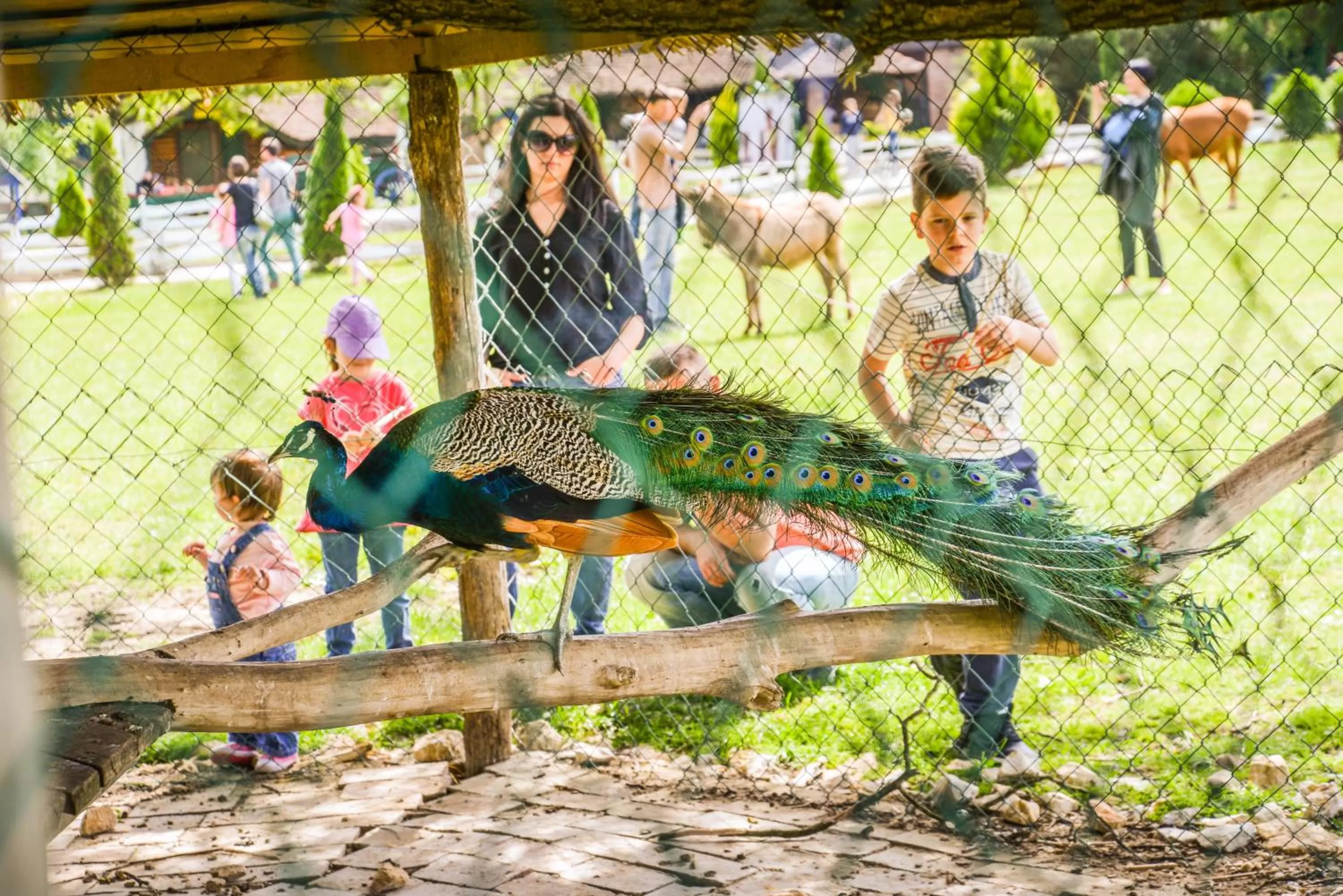 Animals in B&B Etno Village Sunčana Reka