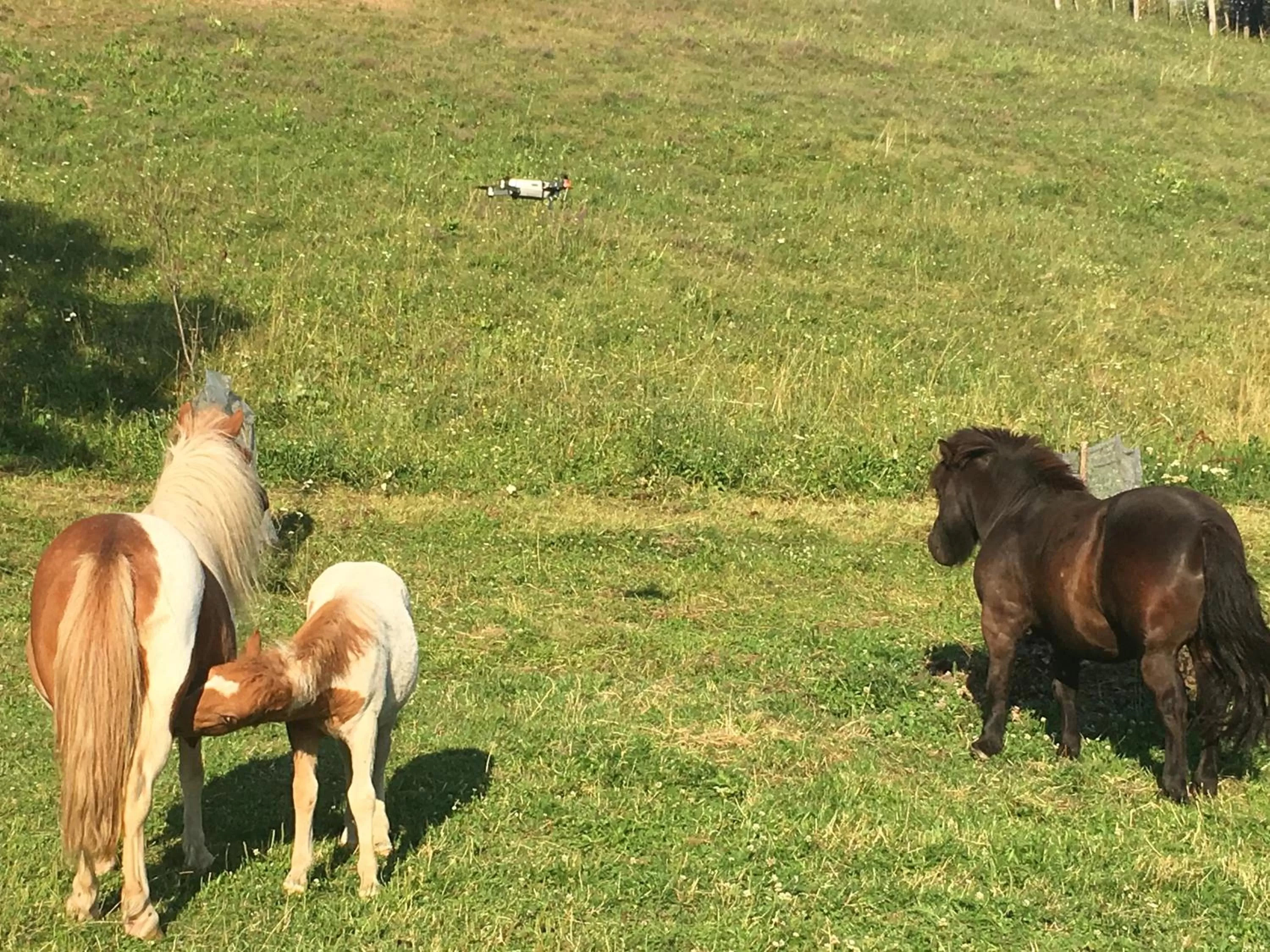 Day, Pets in Pensiunea SilvAnka