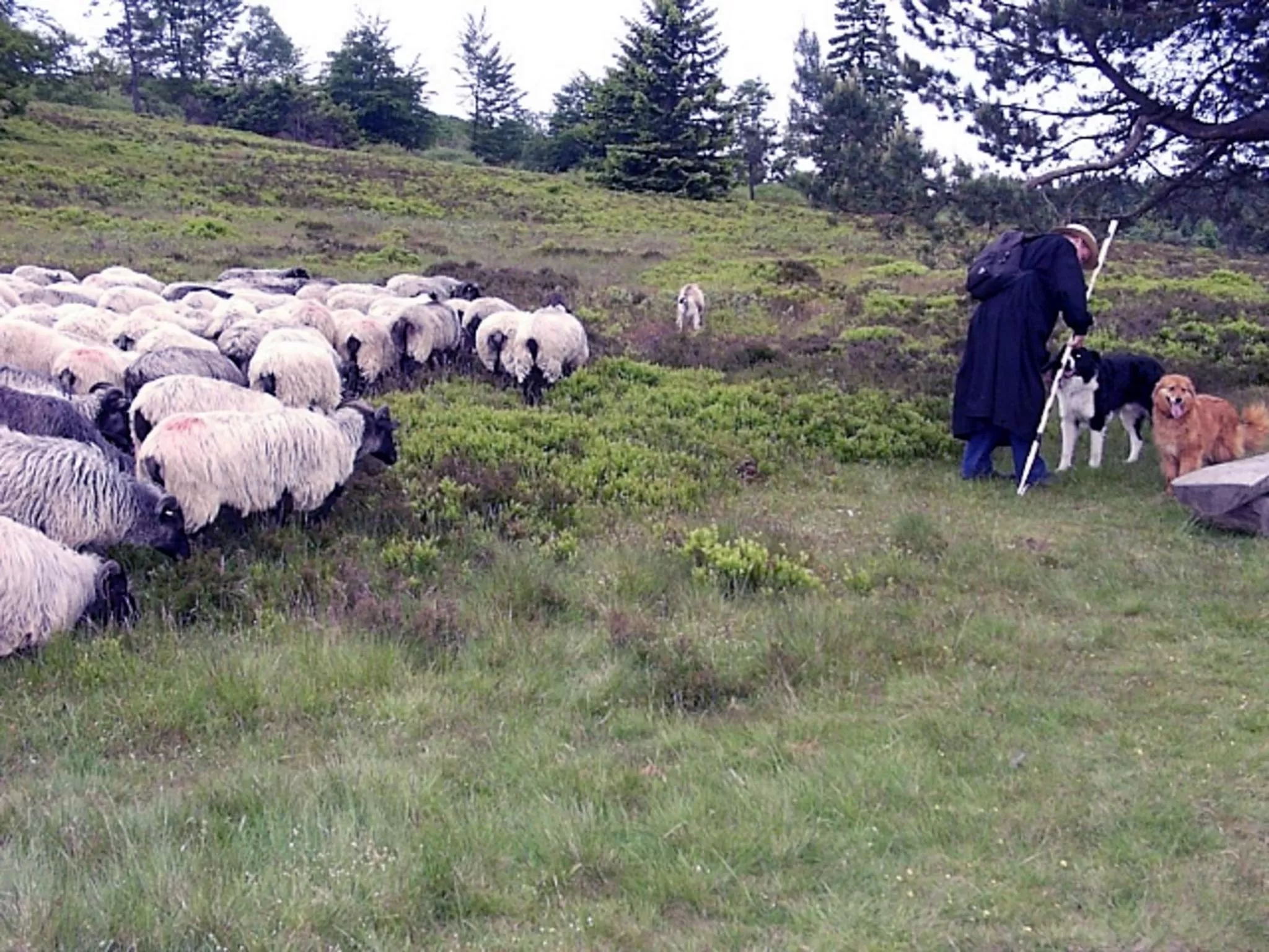 Animals in Heidehotel Hildfeld