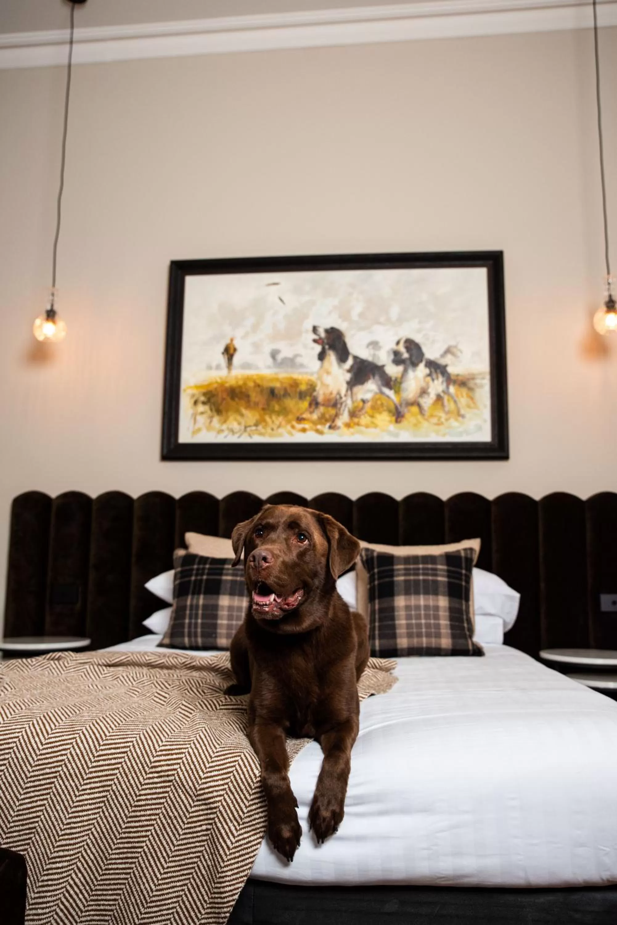 Pets, Bed in Mount Gambier Hotel