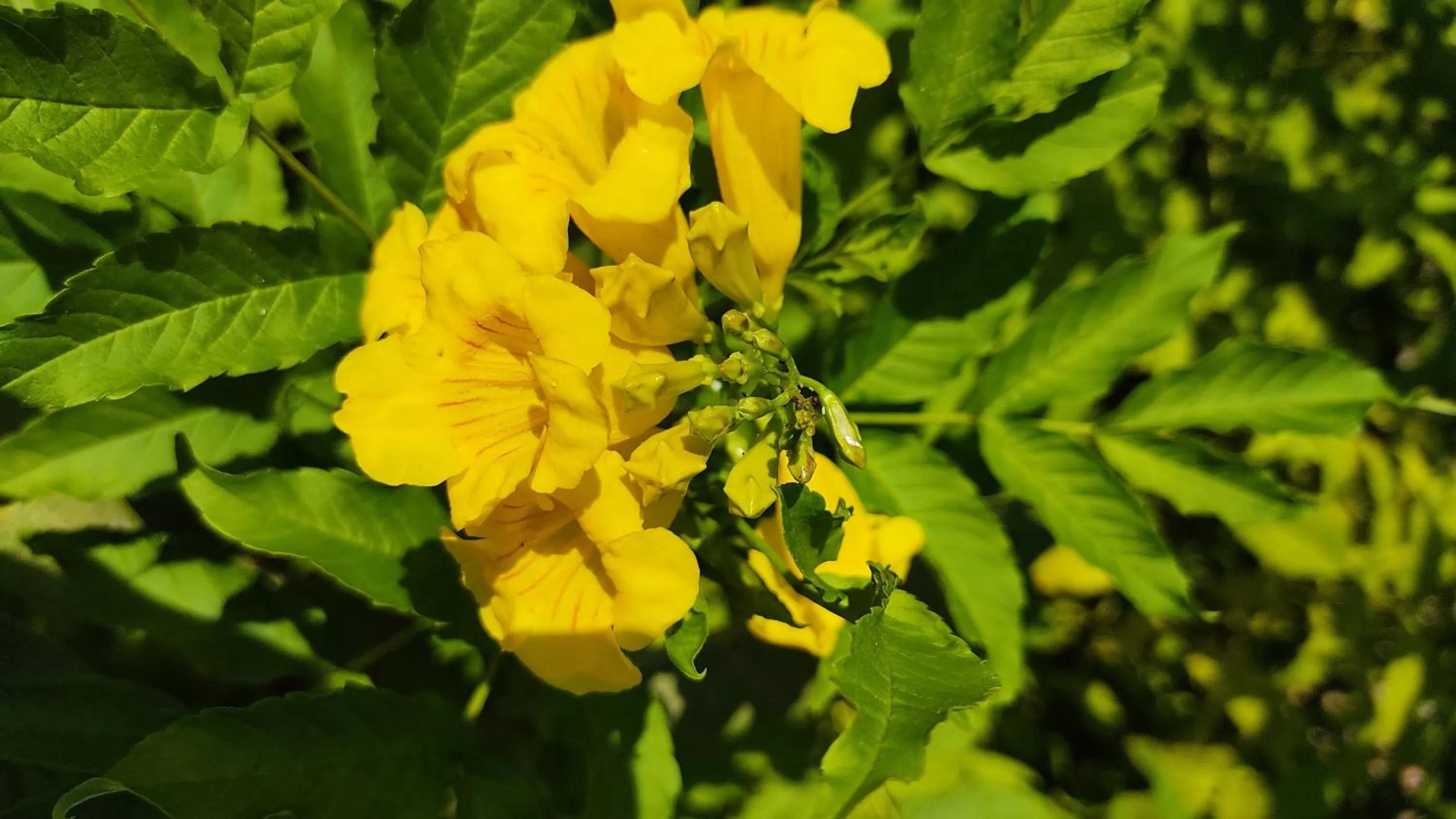 Garden in Kanthi Resorts Badami
