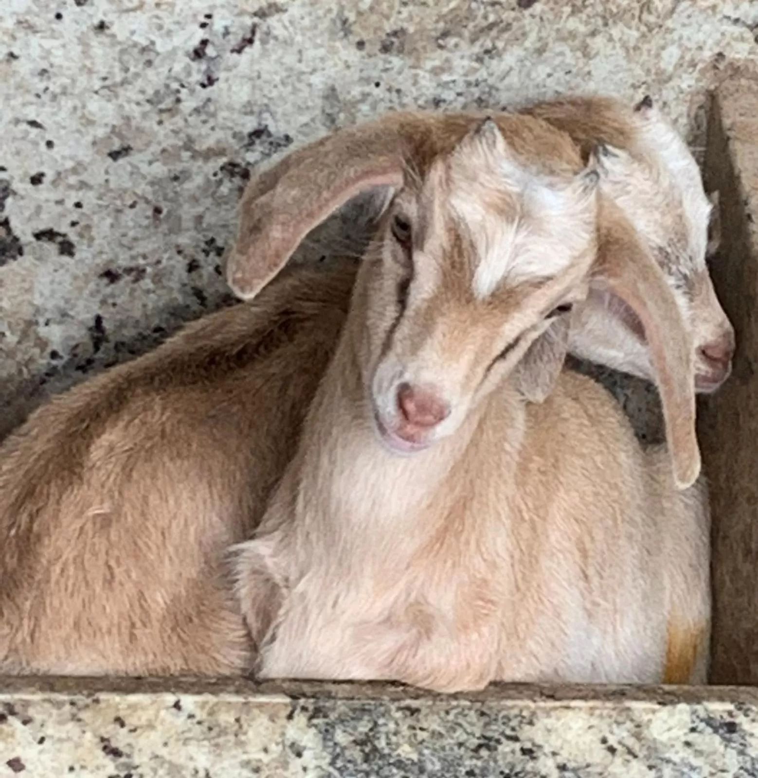 Animals in Pousada Fazendinha Unamar