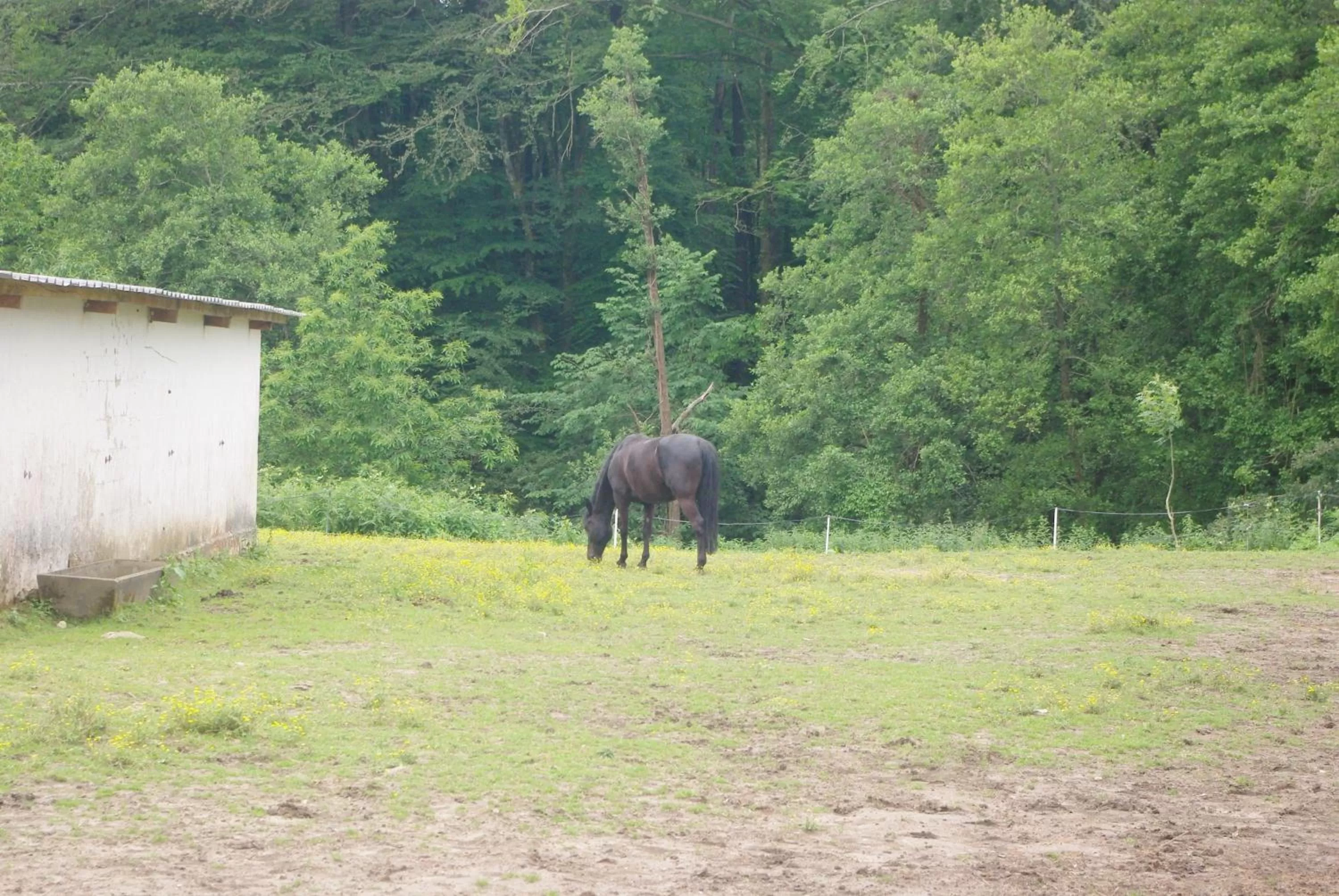 Animals in Les Ecuries du SEQUE