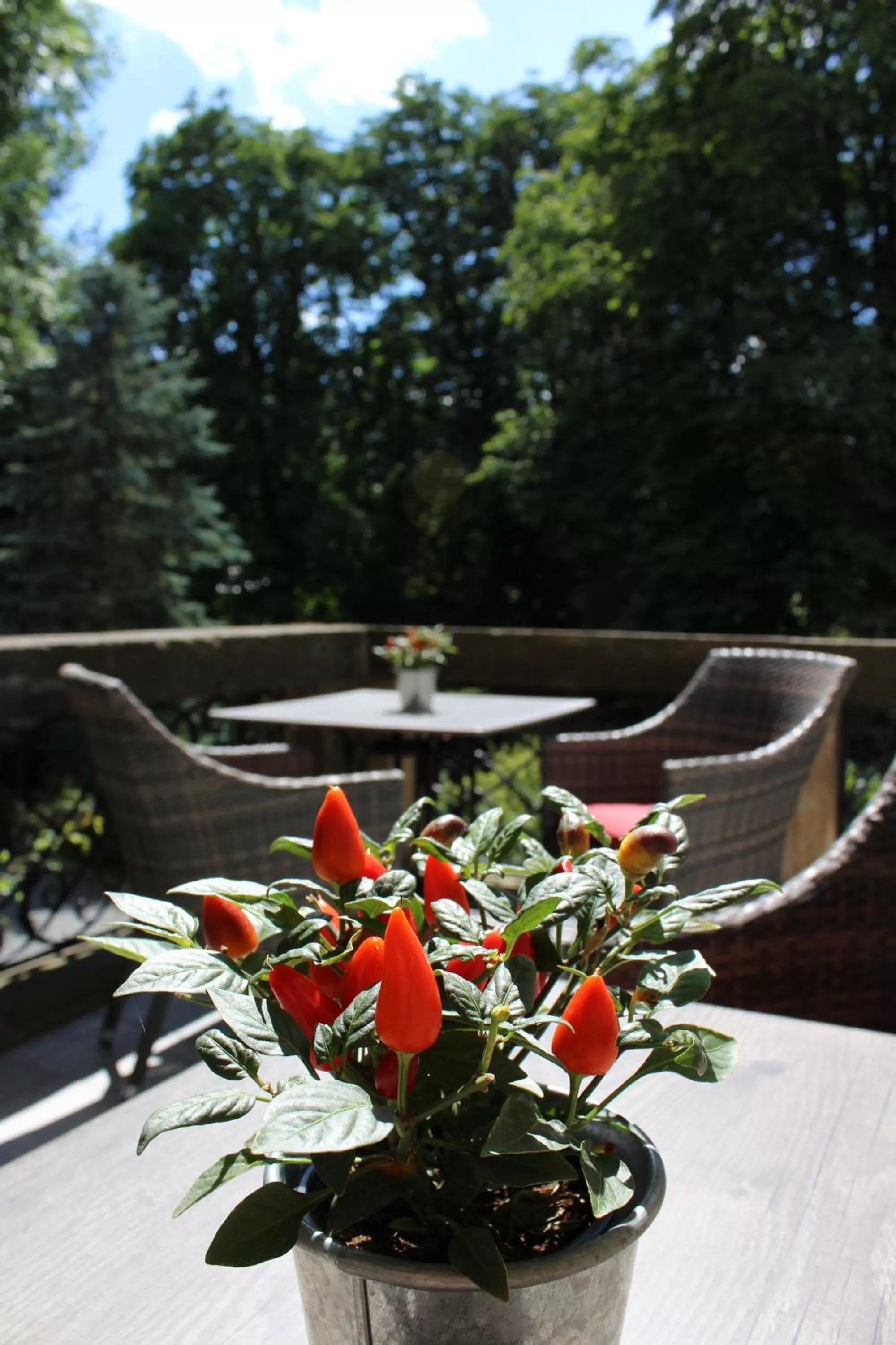 Balcony/Terrace in Schlosshotel Stecklenberg
